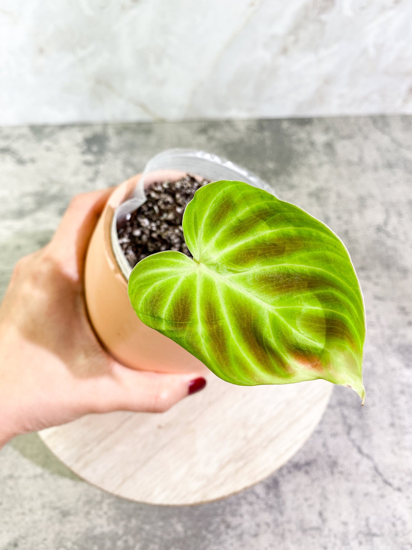 Philodendron Verrucosum Tambillo 1 leaf Rooted