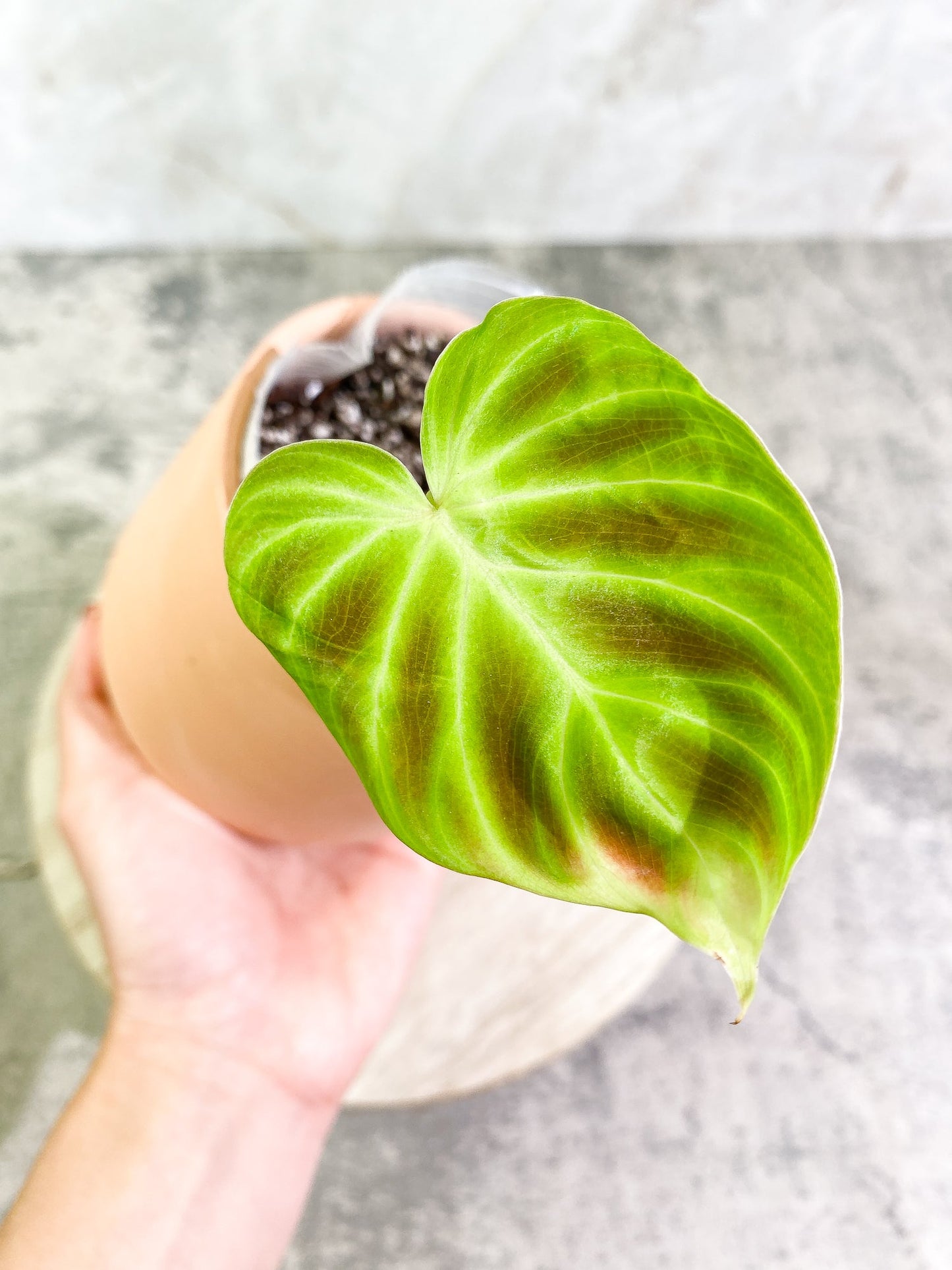 Philodendron Verrucosum Tambillo 1 leaf Rooted