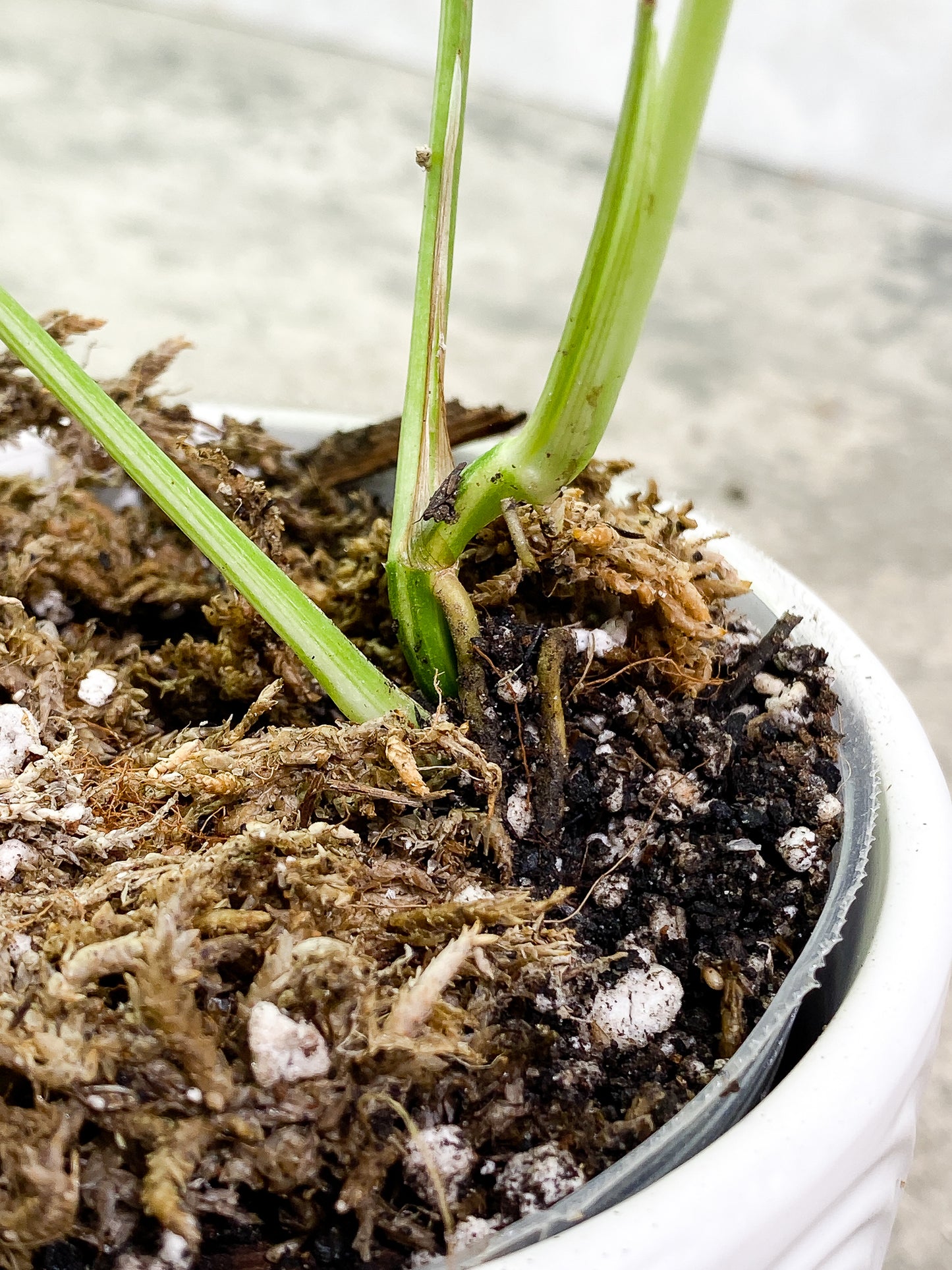 Epipremnum Pinnatum Variegated 3 leaves fully rooted