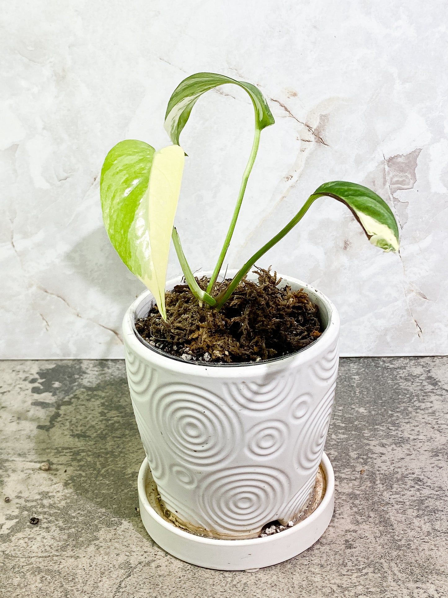 Epipremnum Pinnatum Variegated 3 leaves fully rooted