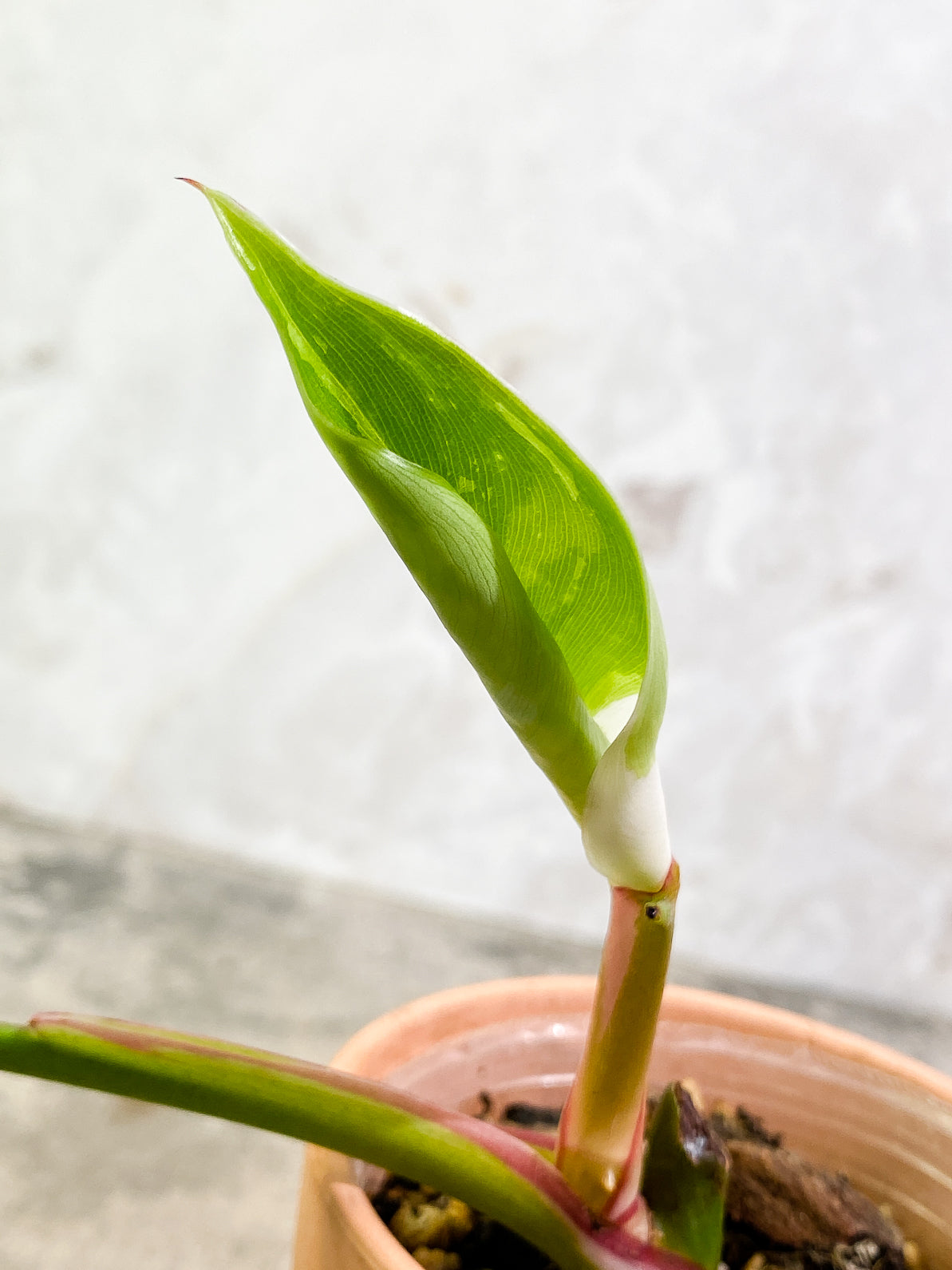 Philodendron white princess tricolor 2 leaves slightly rooted