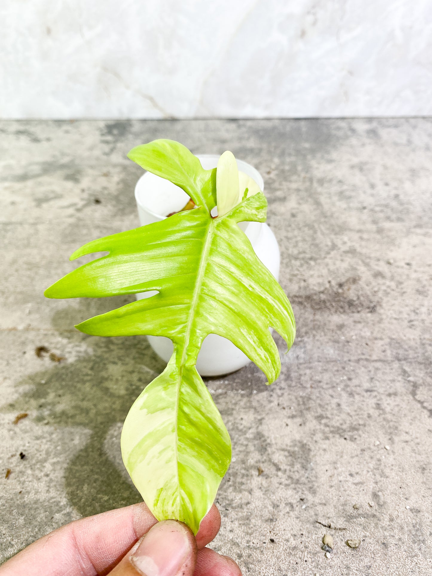 Philodendron Florida Beauty 1 leaf 1 sprout rooting