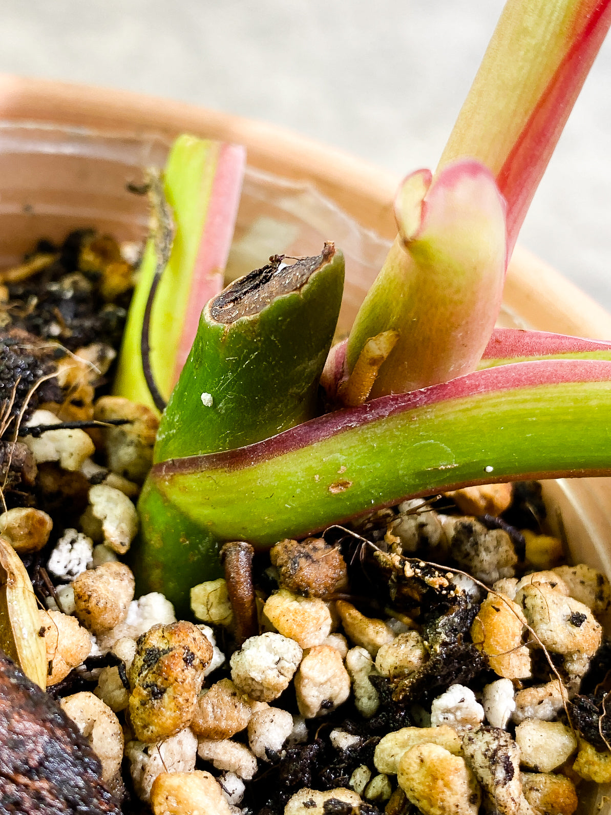 Philodendron white princess tricolor 2 leaves slightly rooted