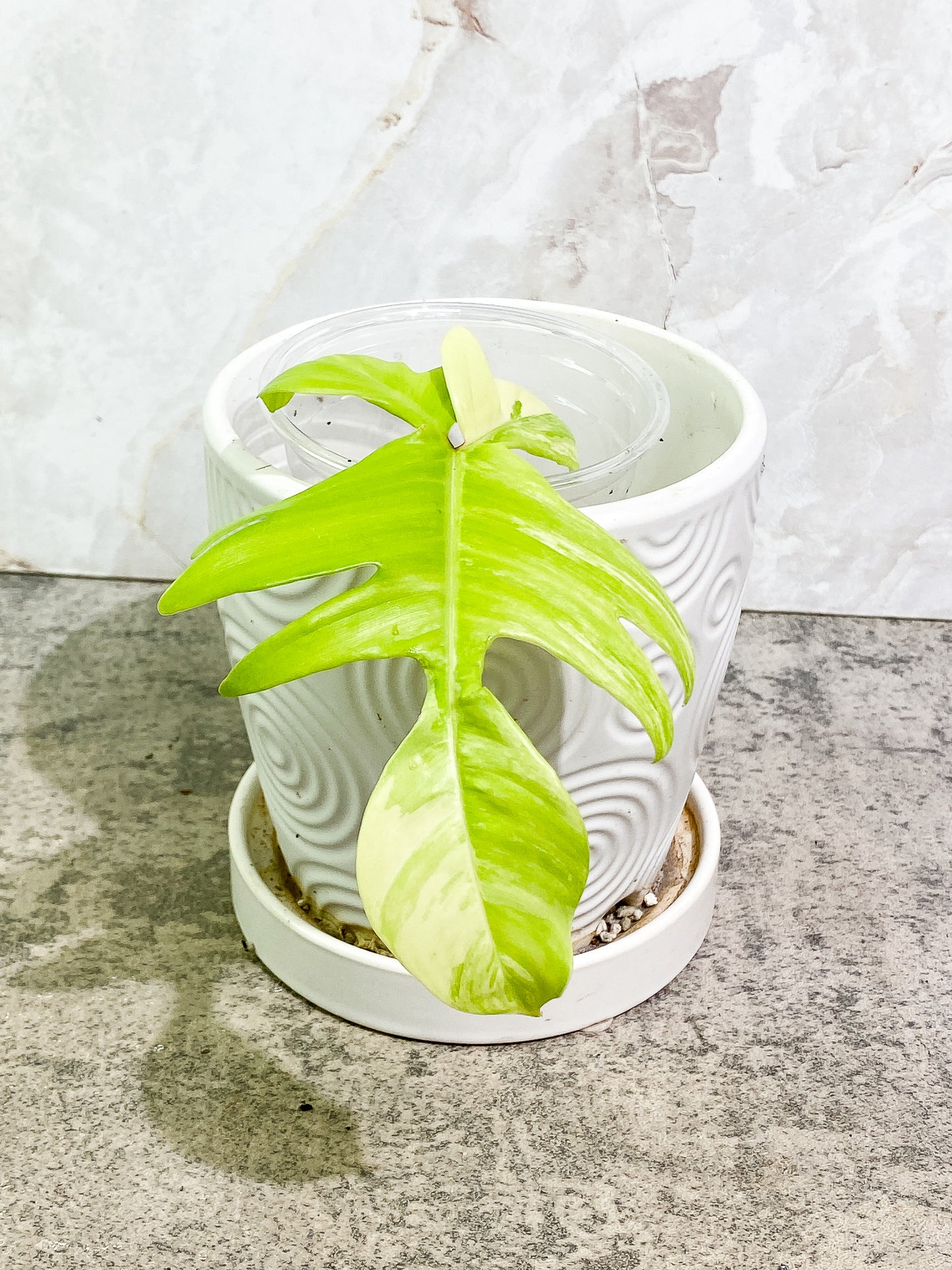 Philodendron Florida Beauty 1 leaf 1 sprout rooting