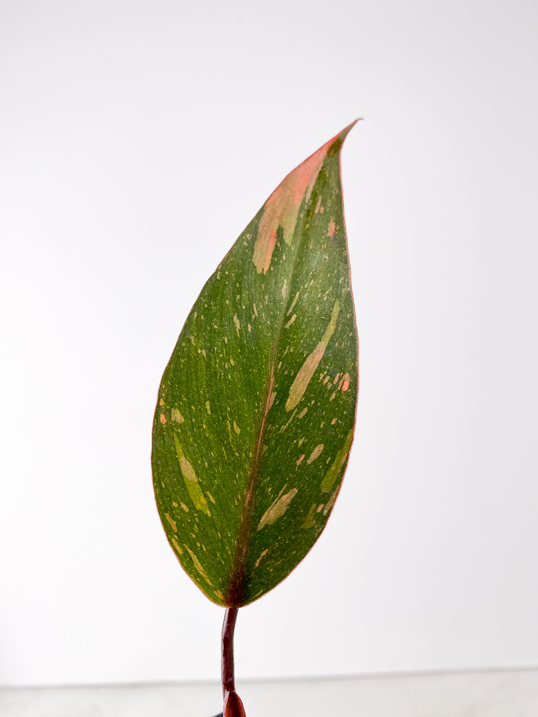 Philodendron Orange Princess 1 leaf rooting