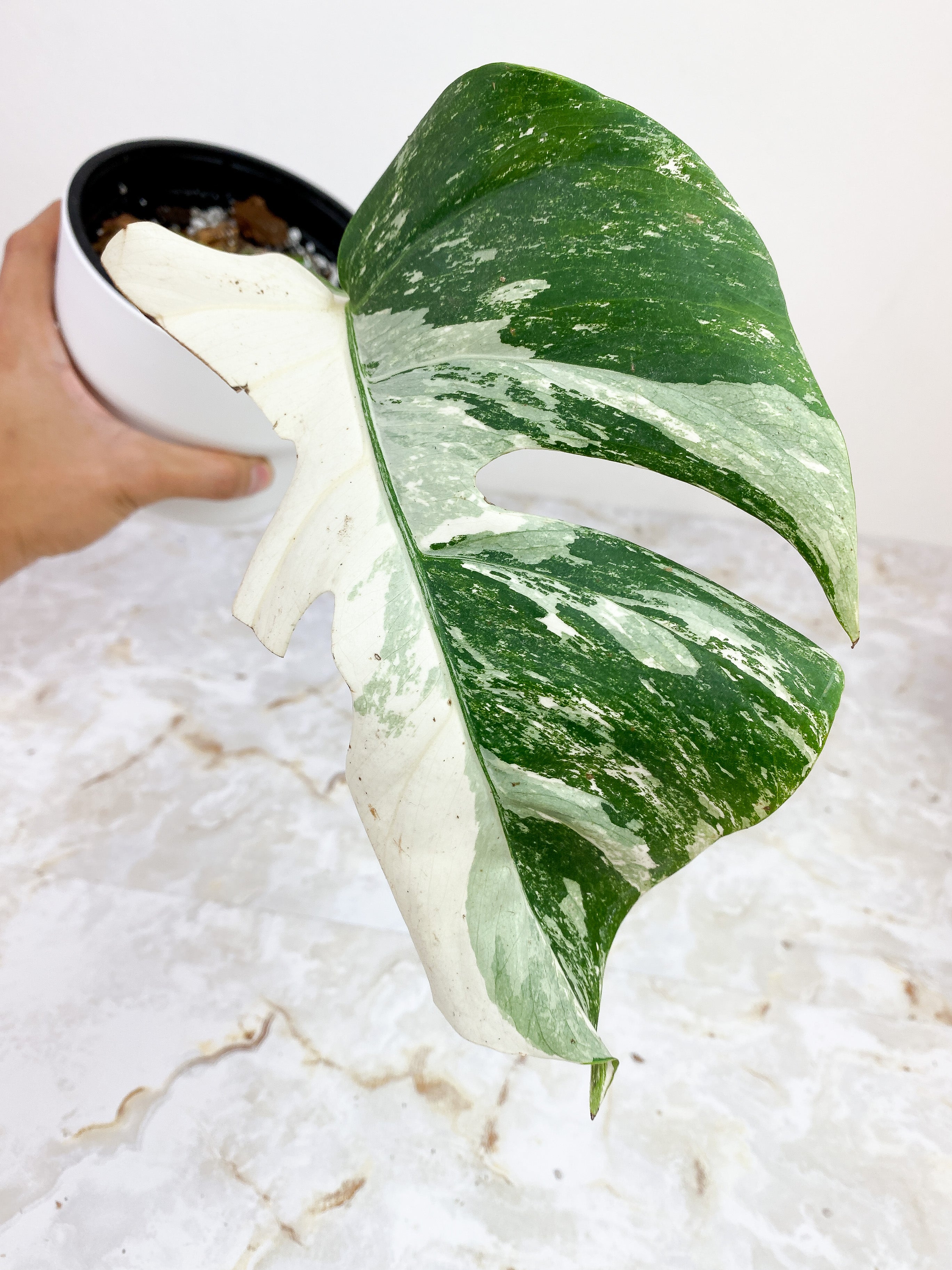 Monstera albo High variegation fully rooted