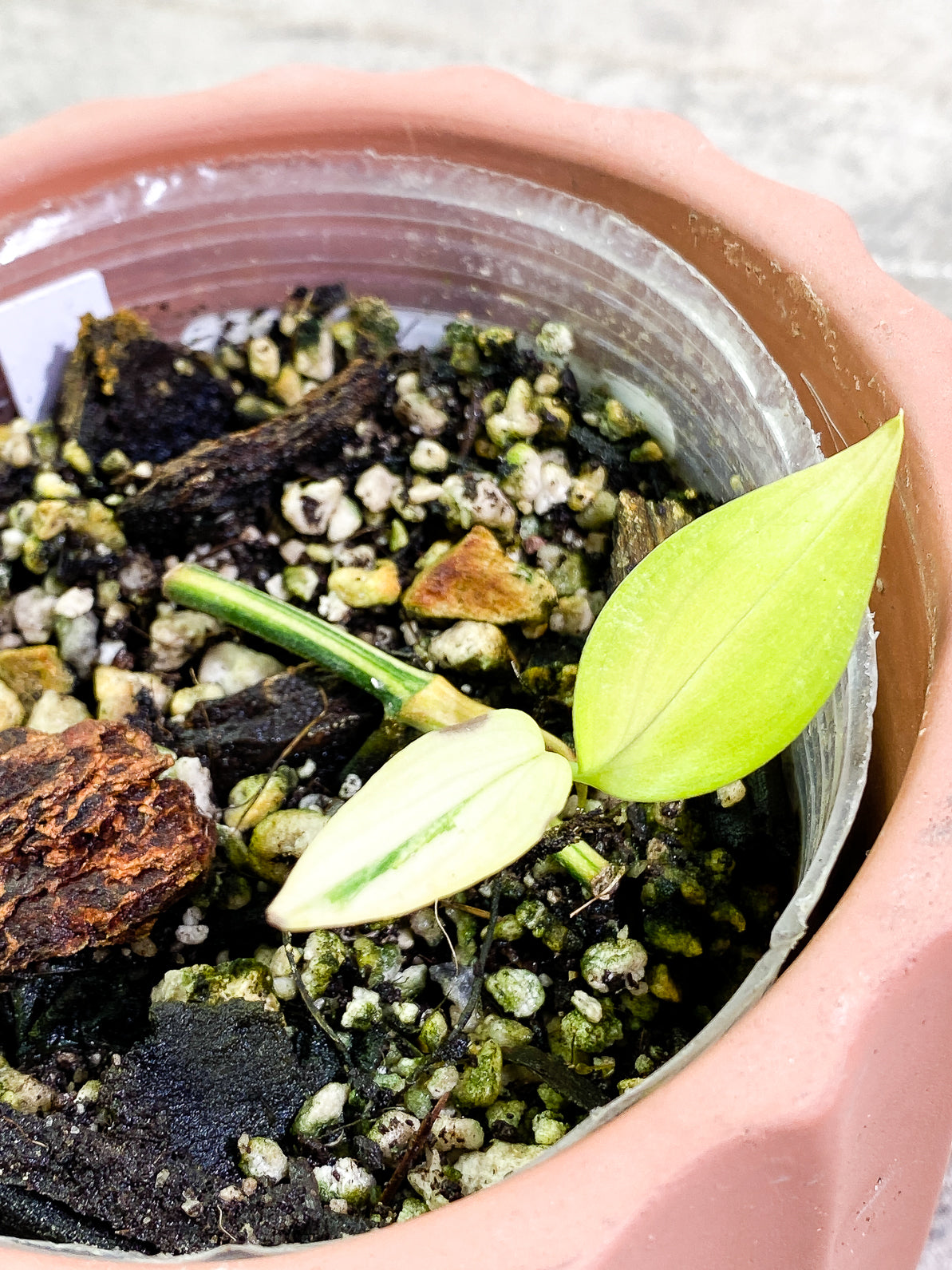 Epipremnum amplissimum variegated 2 leaves slightly rooted