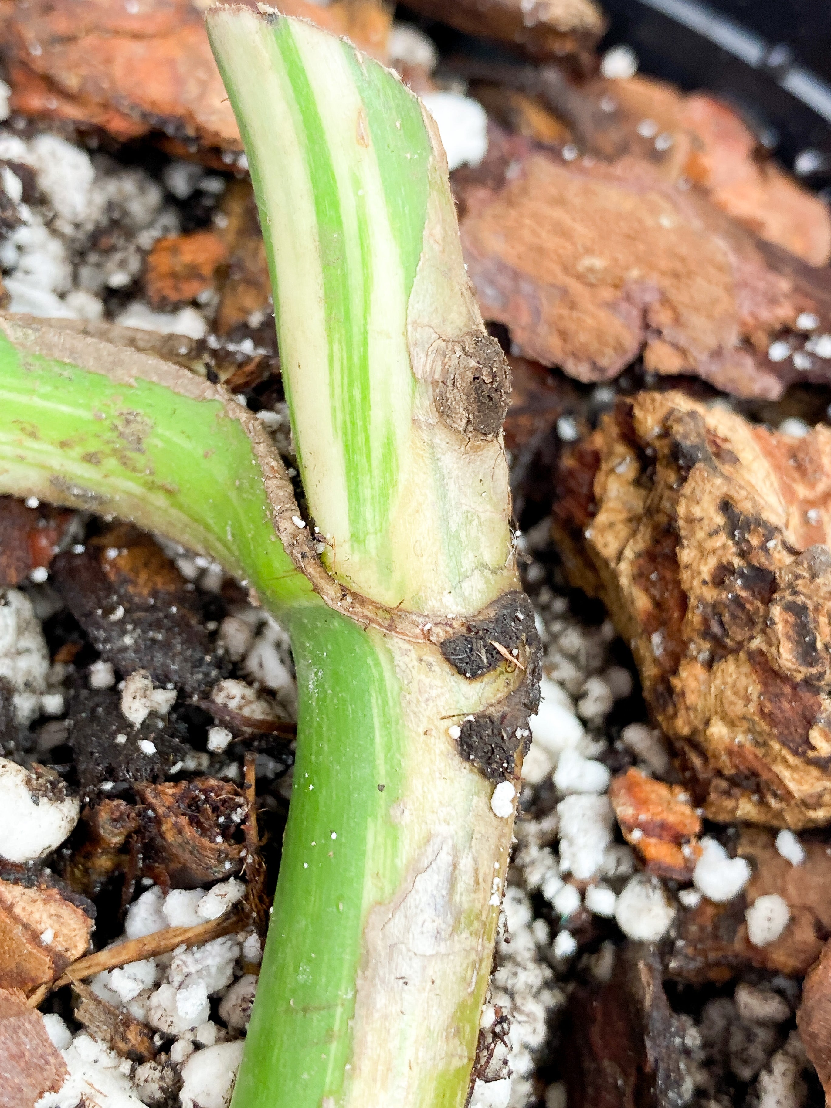 Monstera albo High variegation fully rooted