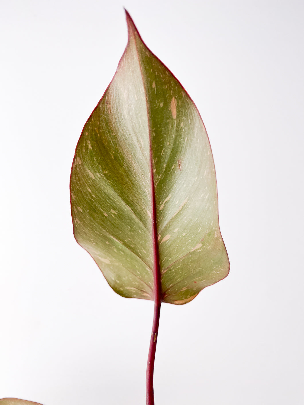Philodendron  Orange Princess Rooting 3 leaves