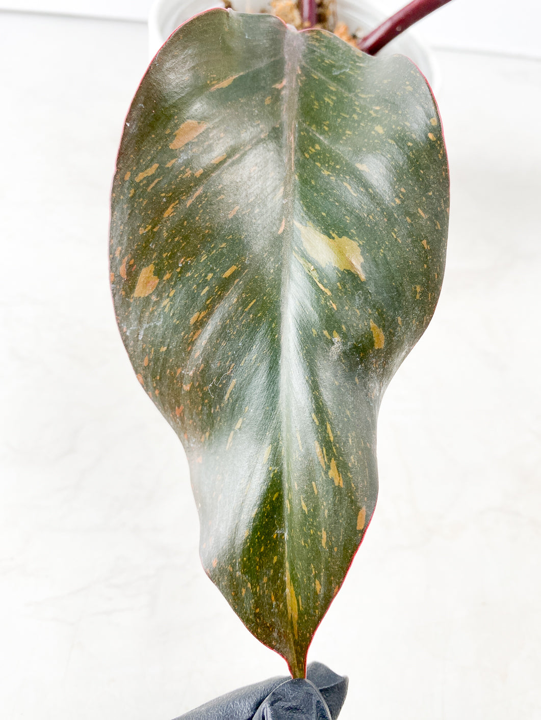 Philodendron  Orange Princess Rooting 3 leaves