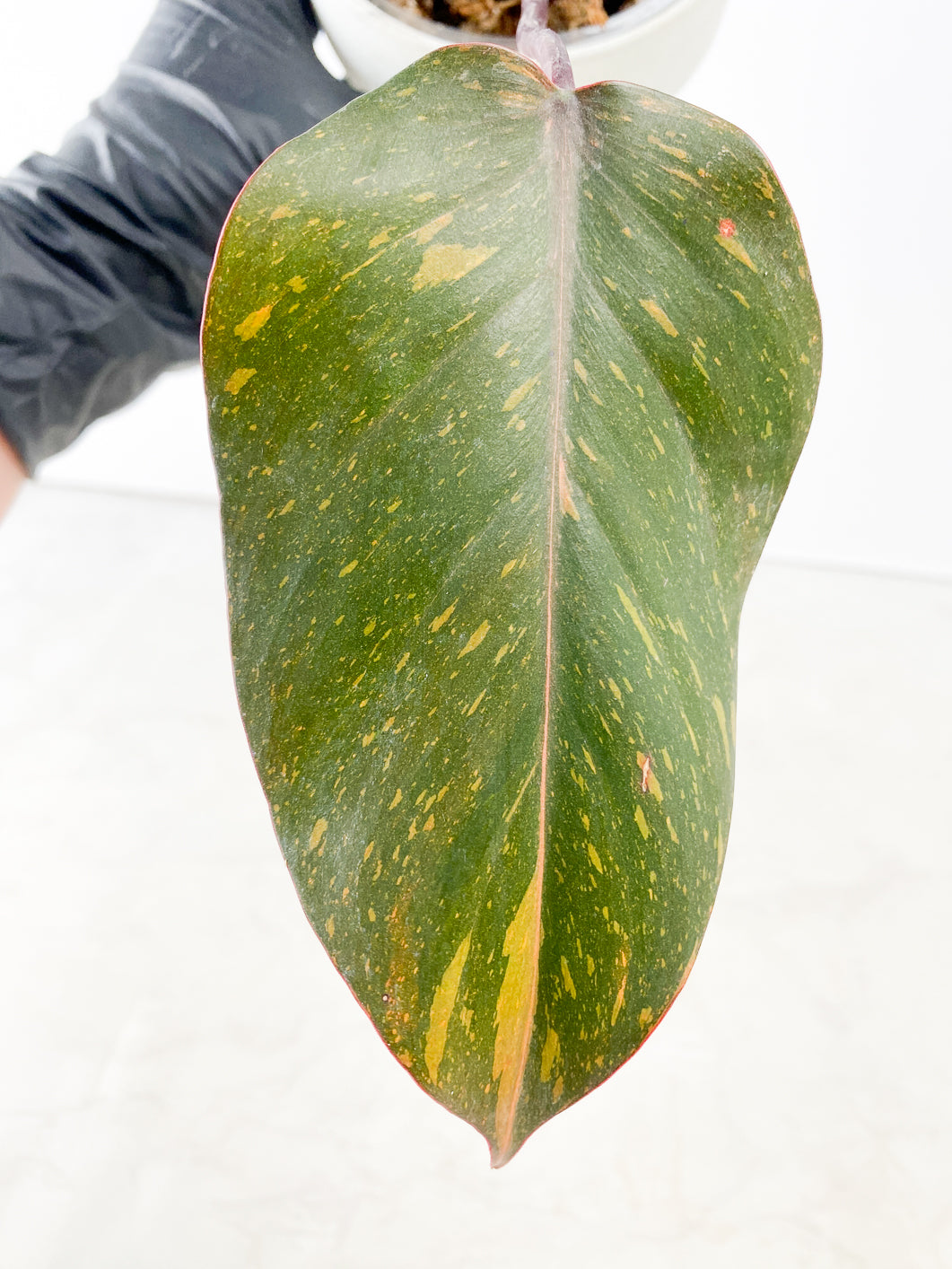 Philodendron  Orange Princess Rooting 3 leaves