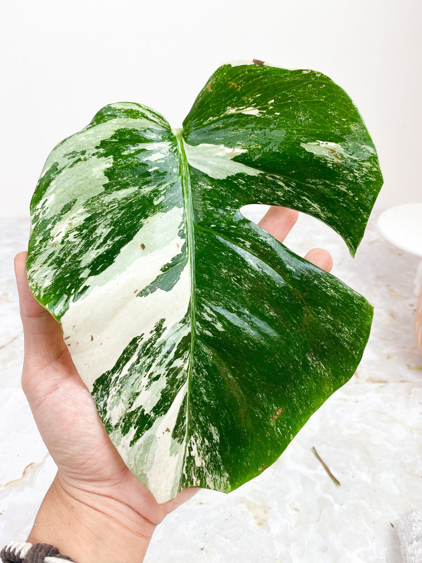Monstera albo High variegation fully rooted