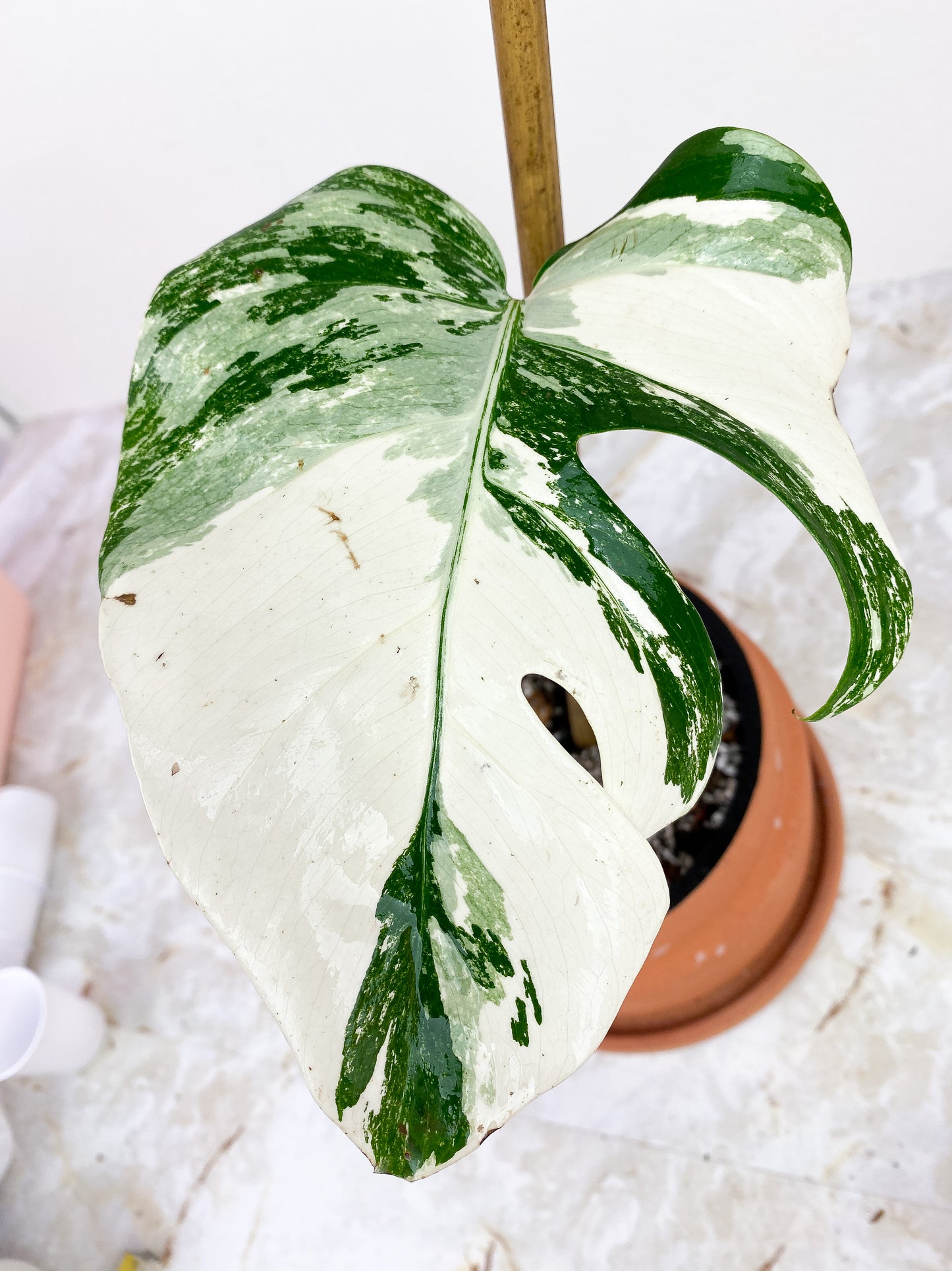 Monstera albo High variegation fully rooted
