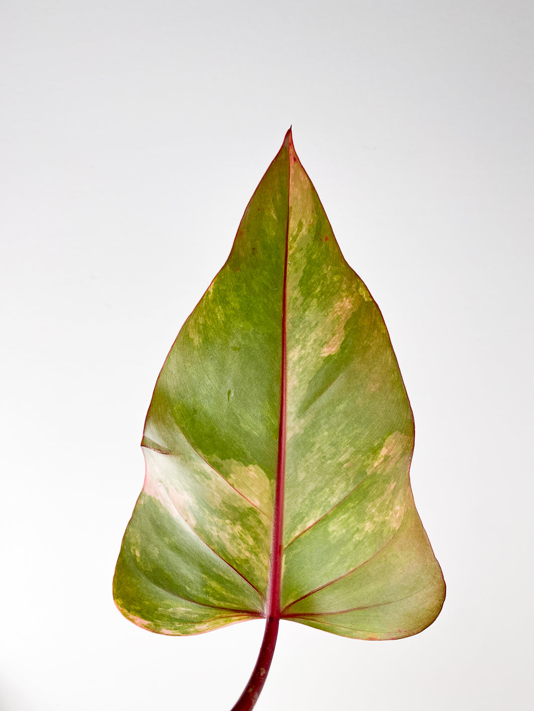 Philodendron Strawberry Shake  Rooting 1 leaf