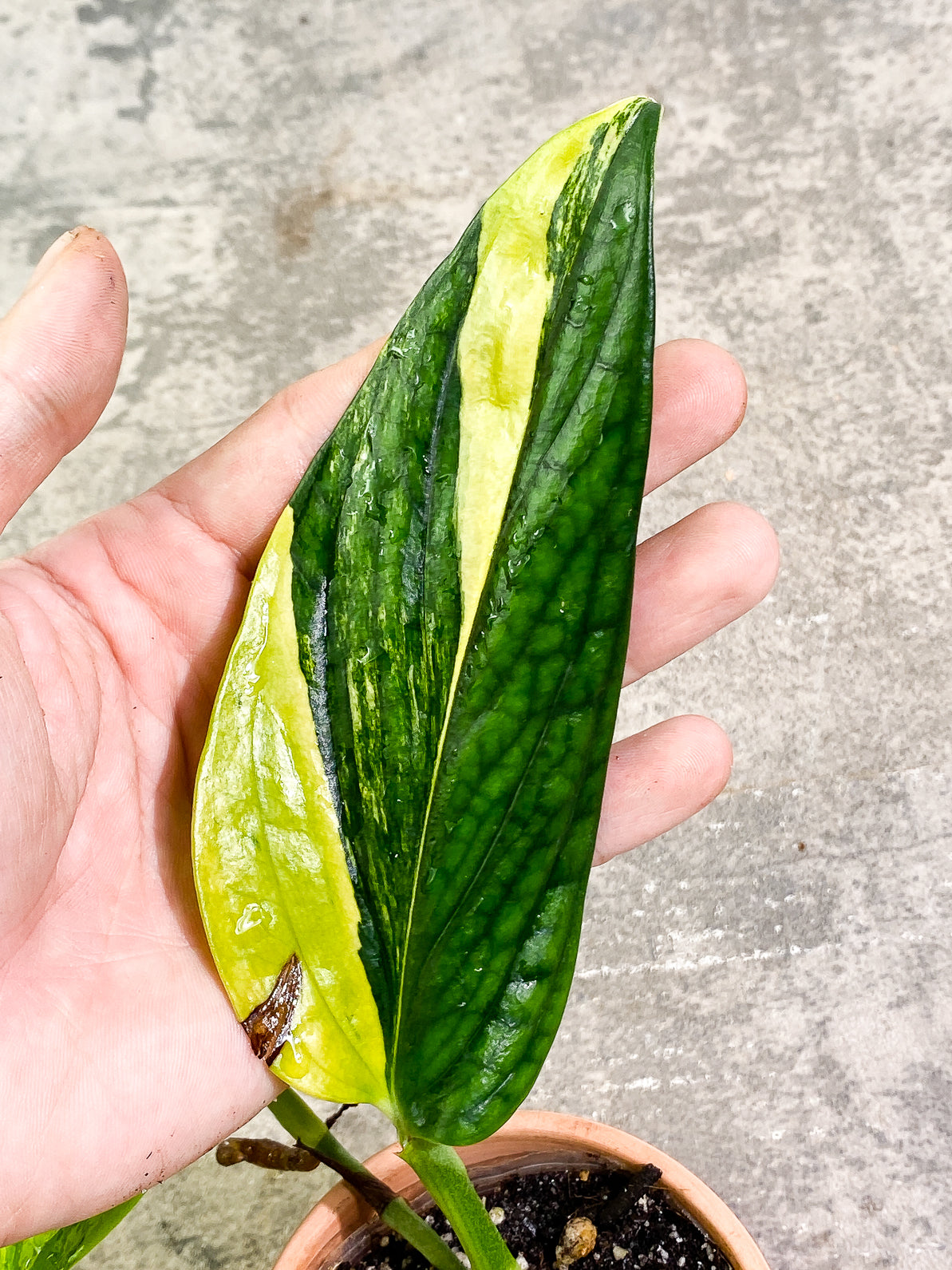 Monstera Peru Variegated 2 leaves fully rooted