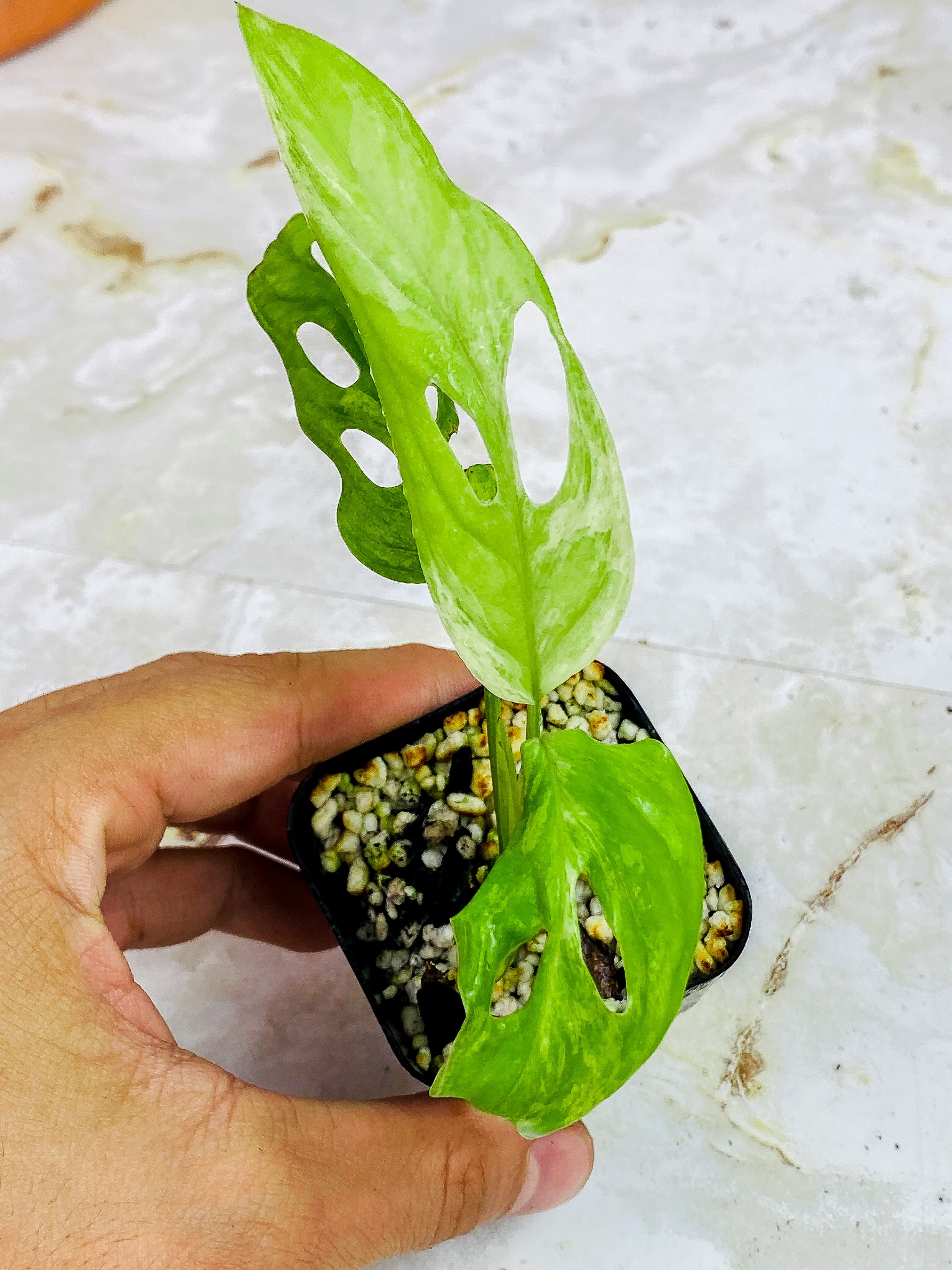 Monstera Adansonii Mint rooted 3 leaves