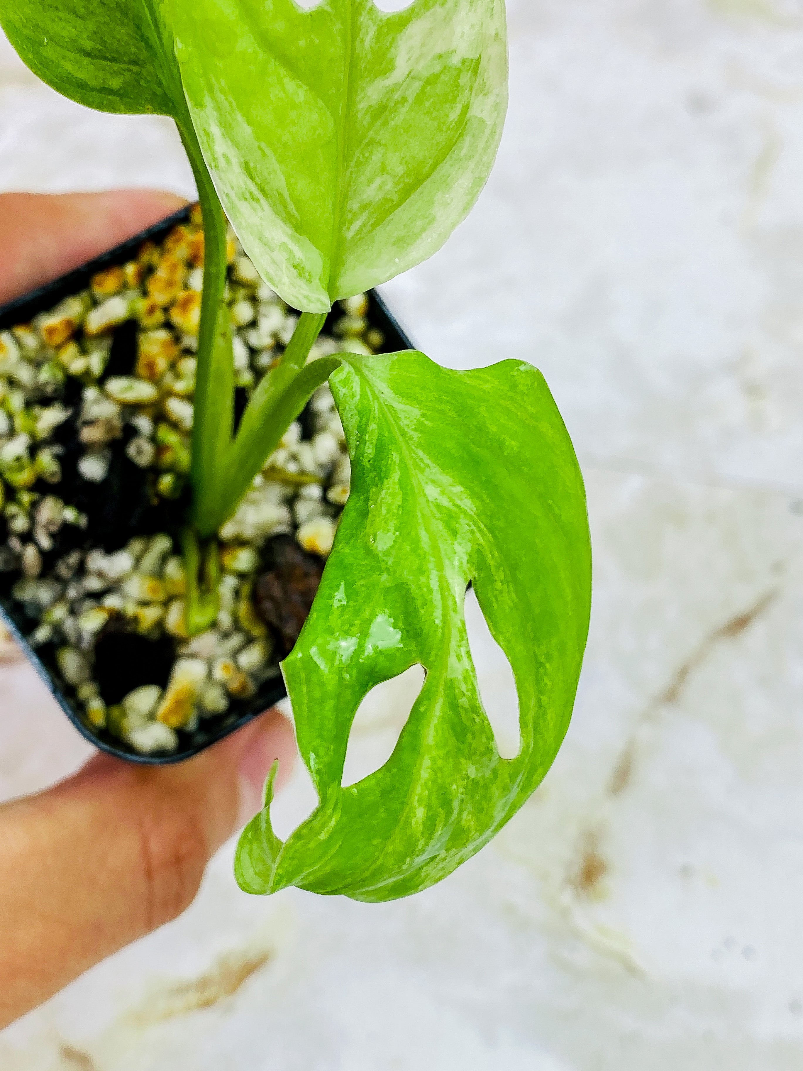 Monstera Adansonii Mint rooted 3 leaves