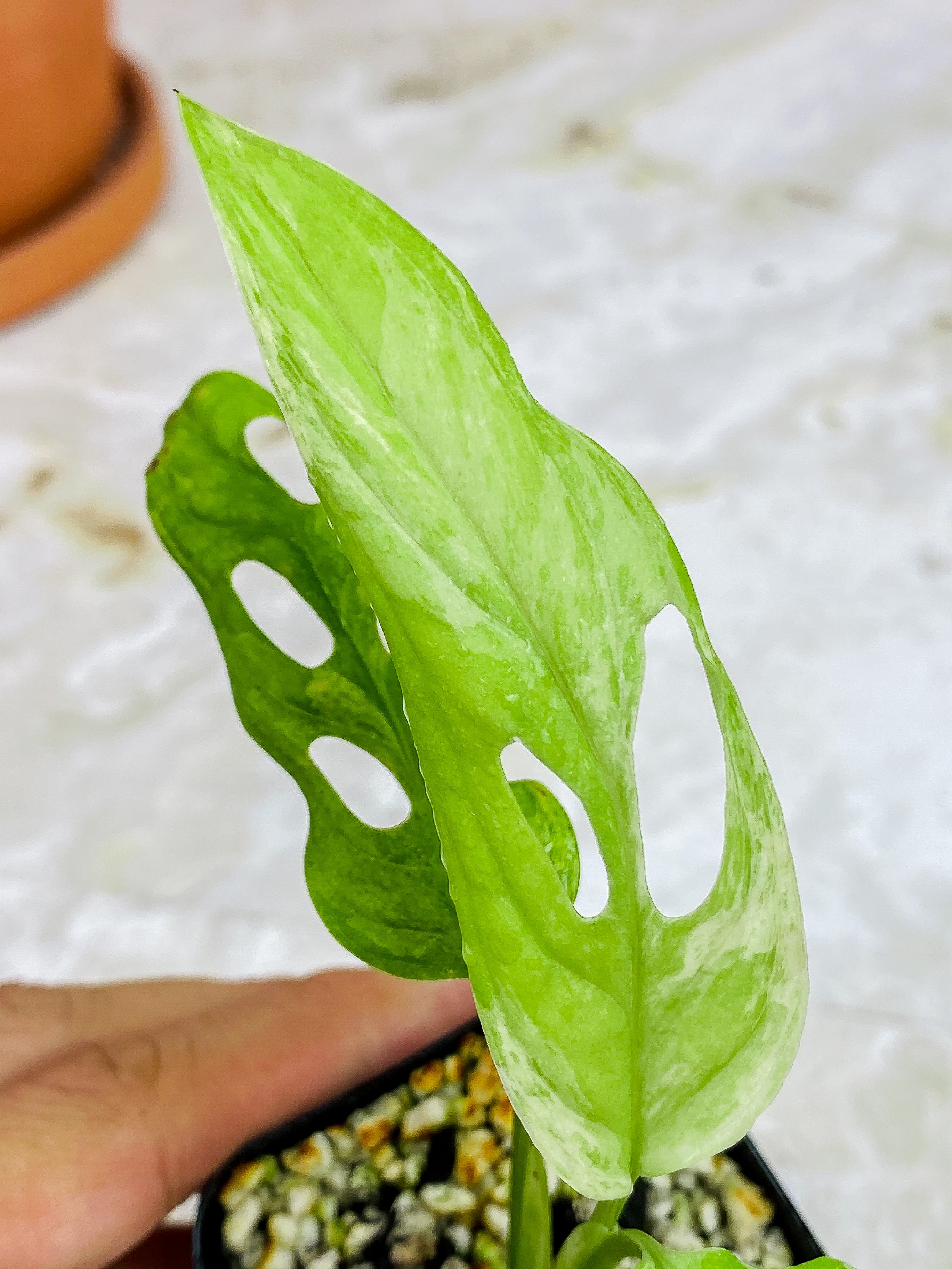 Monstera Adansonii Mint rooted 3 leaves