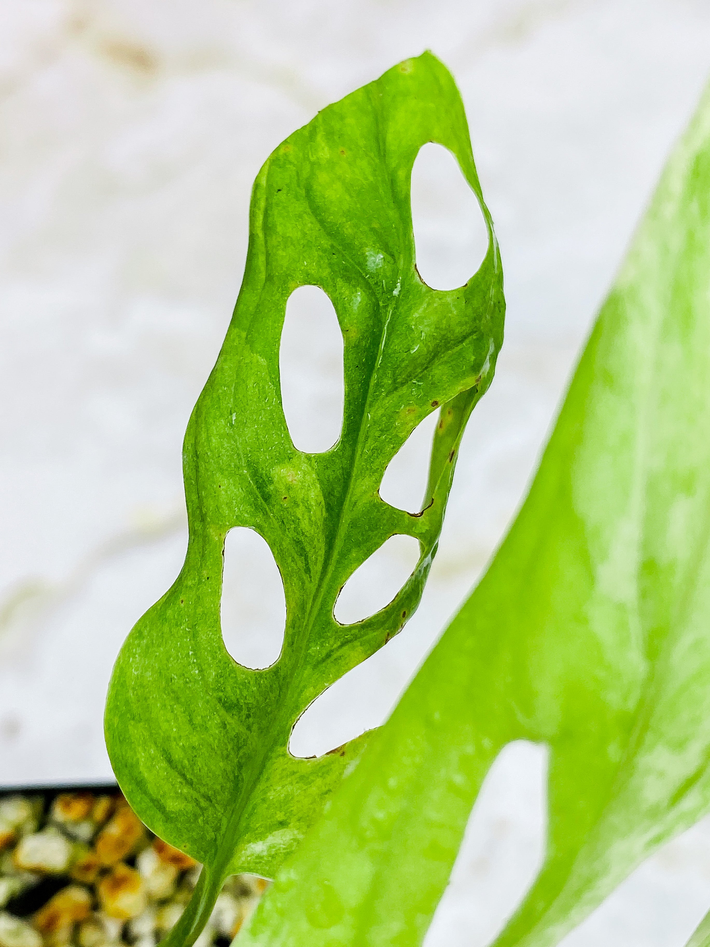 Monstera Adansonii Mint rooted 3 leaves