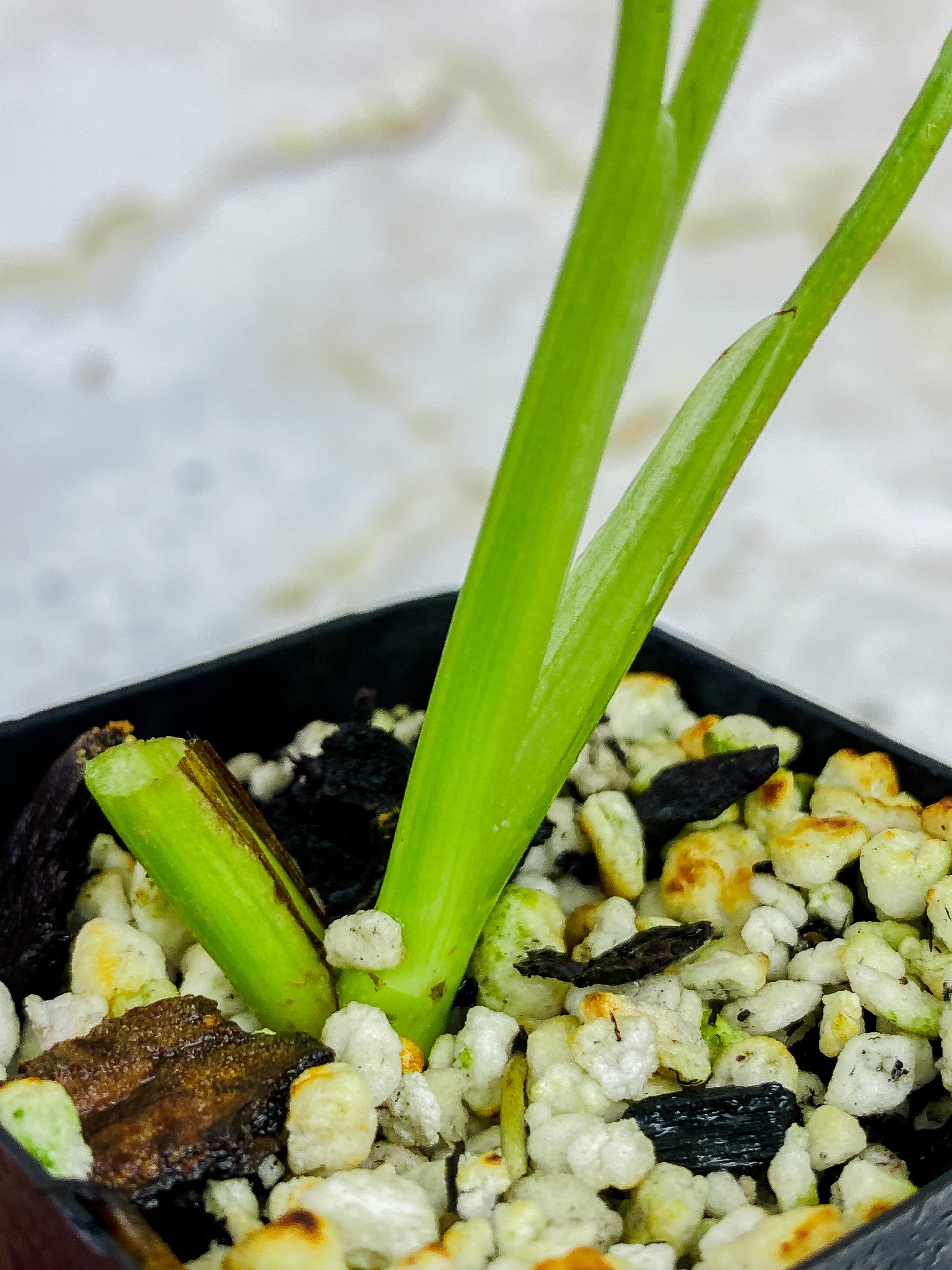 Monstera Adansonii Mint rooted 3 leaves