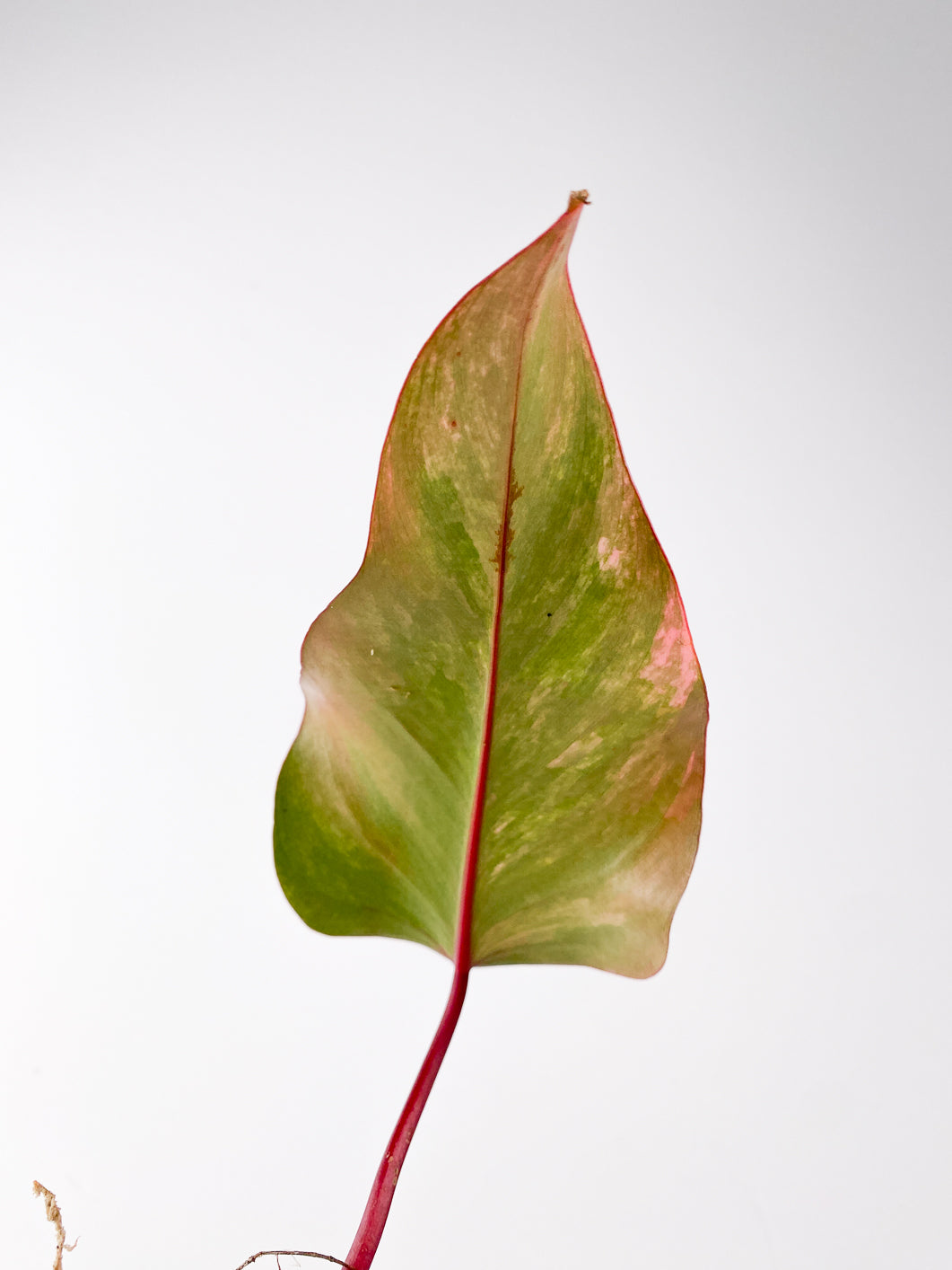 Philodendron Strawberry Shake 1 leaf rooting