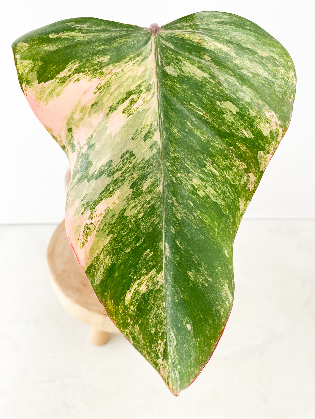 philodendron Strawberry Shake  Rooting 1 leaf