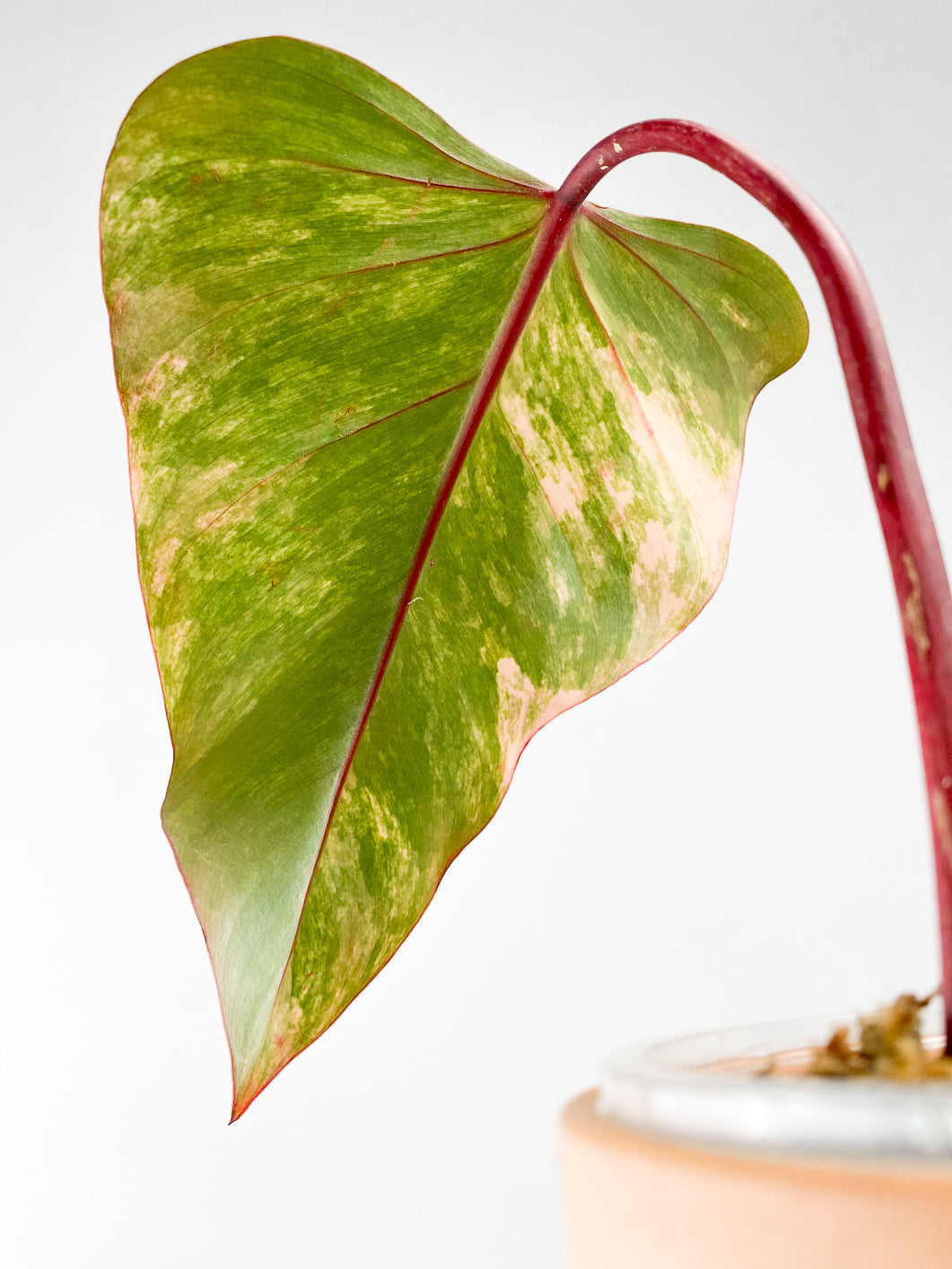philodendron Strawberry Shake  Rooting 1 leaf