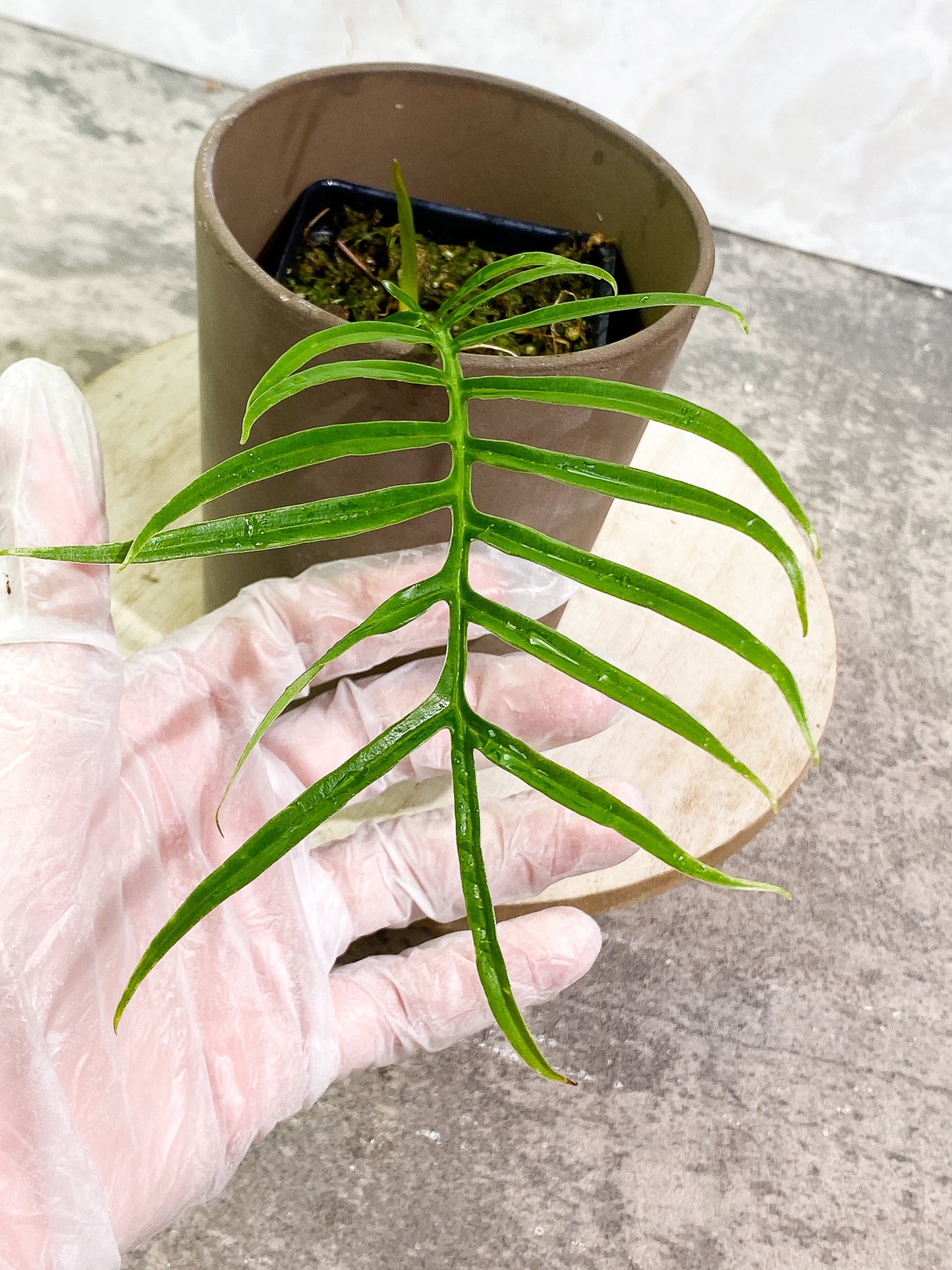 Philodendron Tortum 1 leaf 1 sprout fully rooted