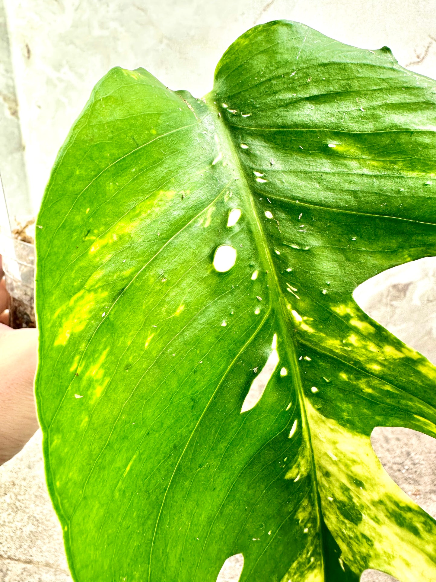 Epipremnum Golden Flame rooted 1 mature leaf