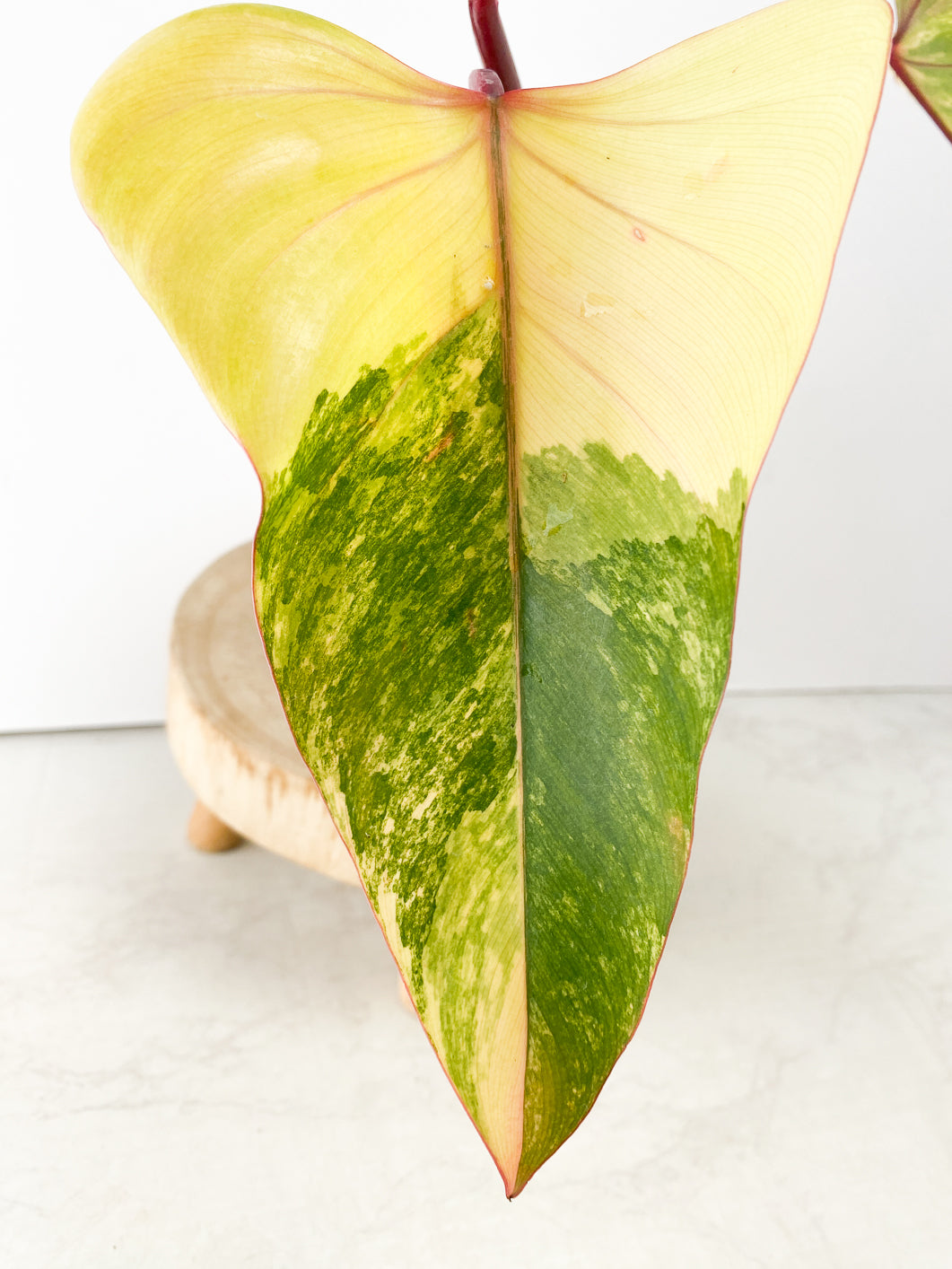 philodendron Strawberry Shake  Rooting 3 leaves Top Cutting