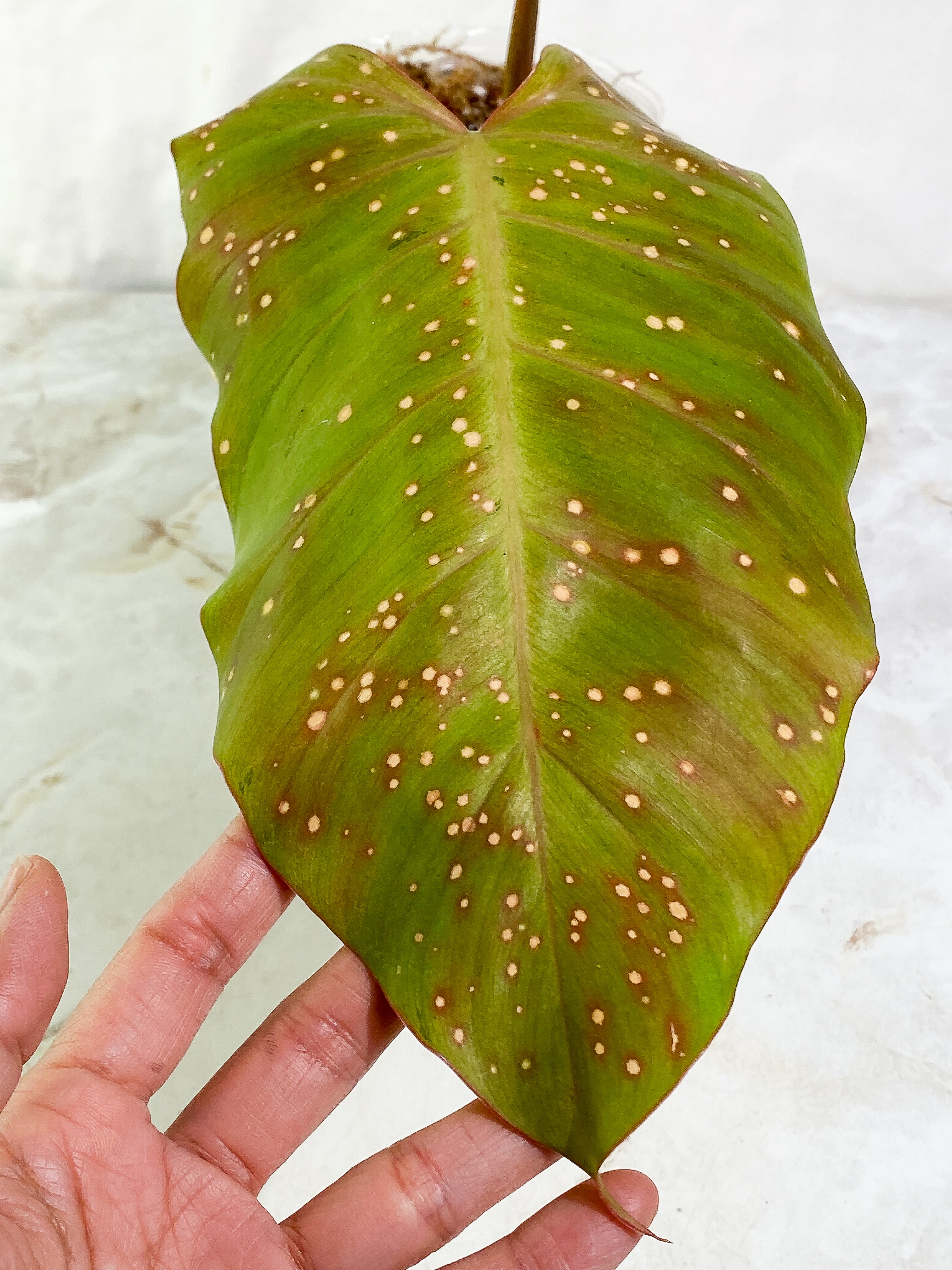 Philodendron Snow Drifts 1 leaf 1 sprout (unfurl soon) Rooting Top Cutting