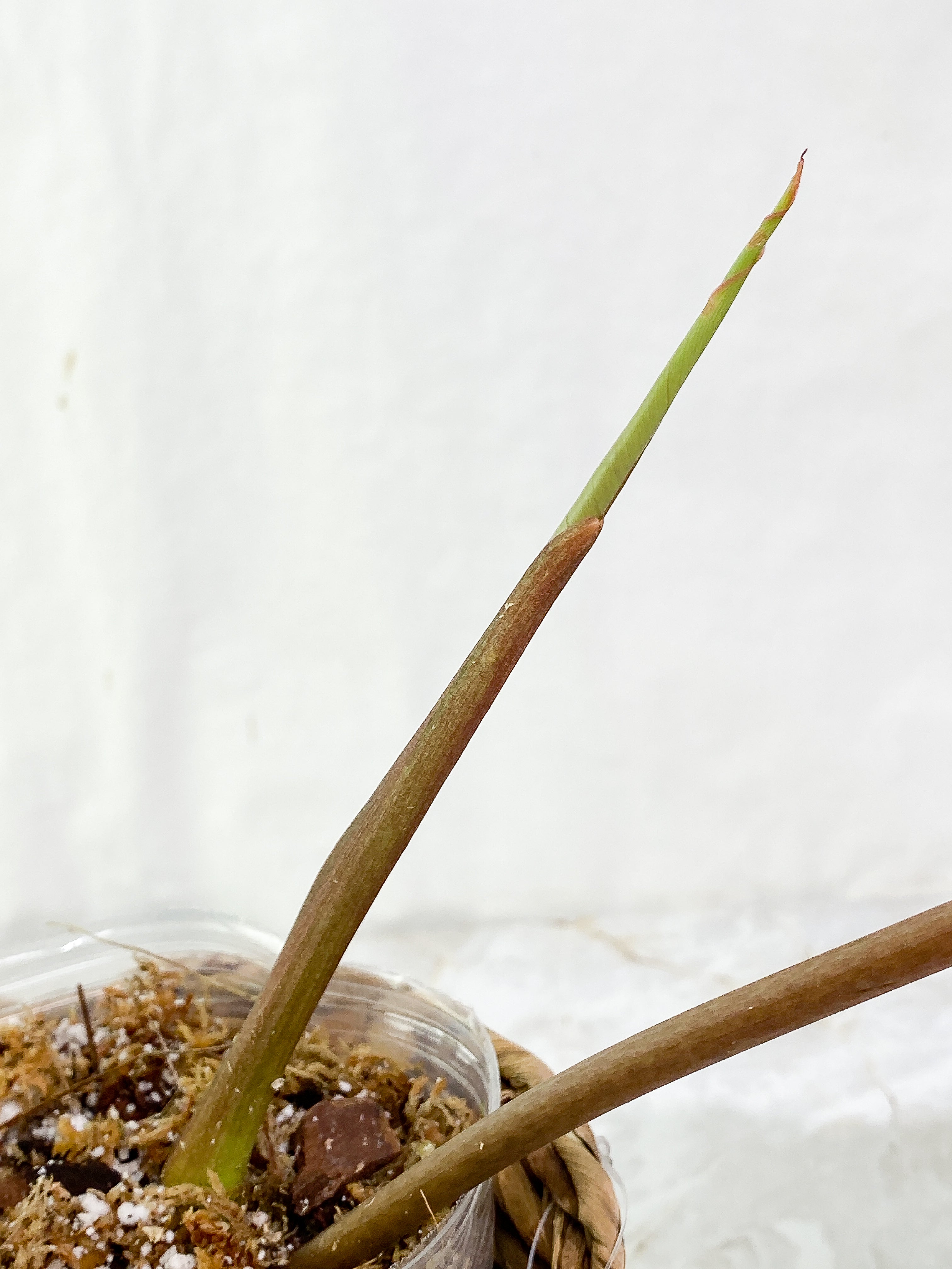 Philodendron Snow Drifts 1 leaf 1 sprout (unfurl soon) Rooting Top Cutting