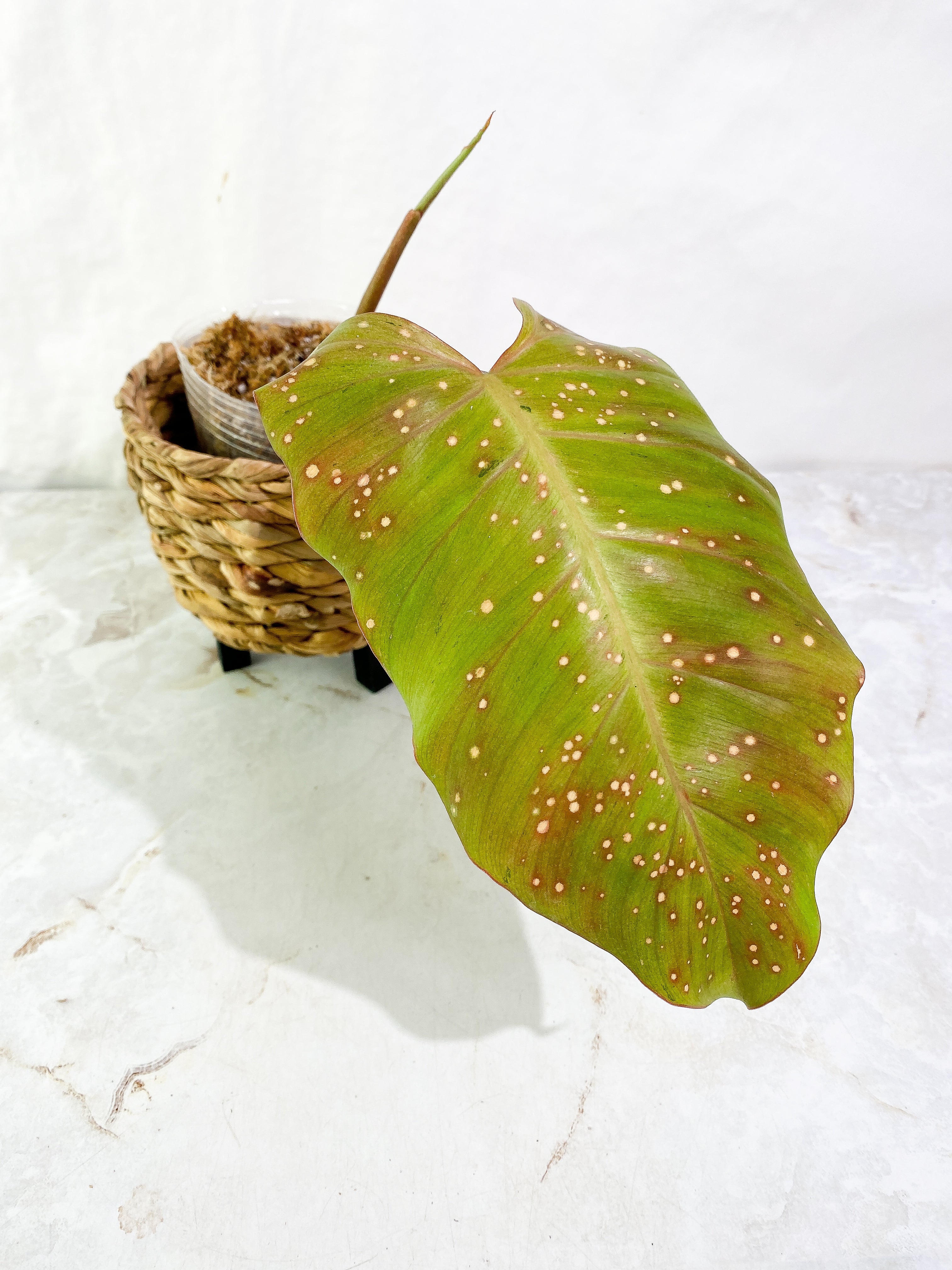 Philodendron Snow Drifts 1 leaf 1 sprout (unfurl soon) Rooting Top Cutting