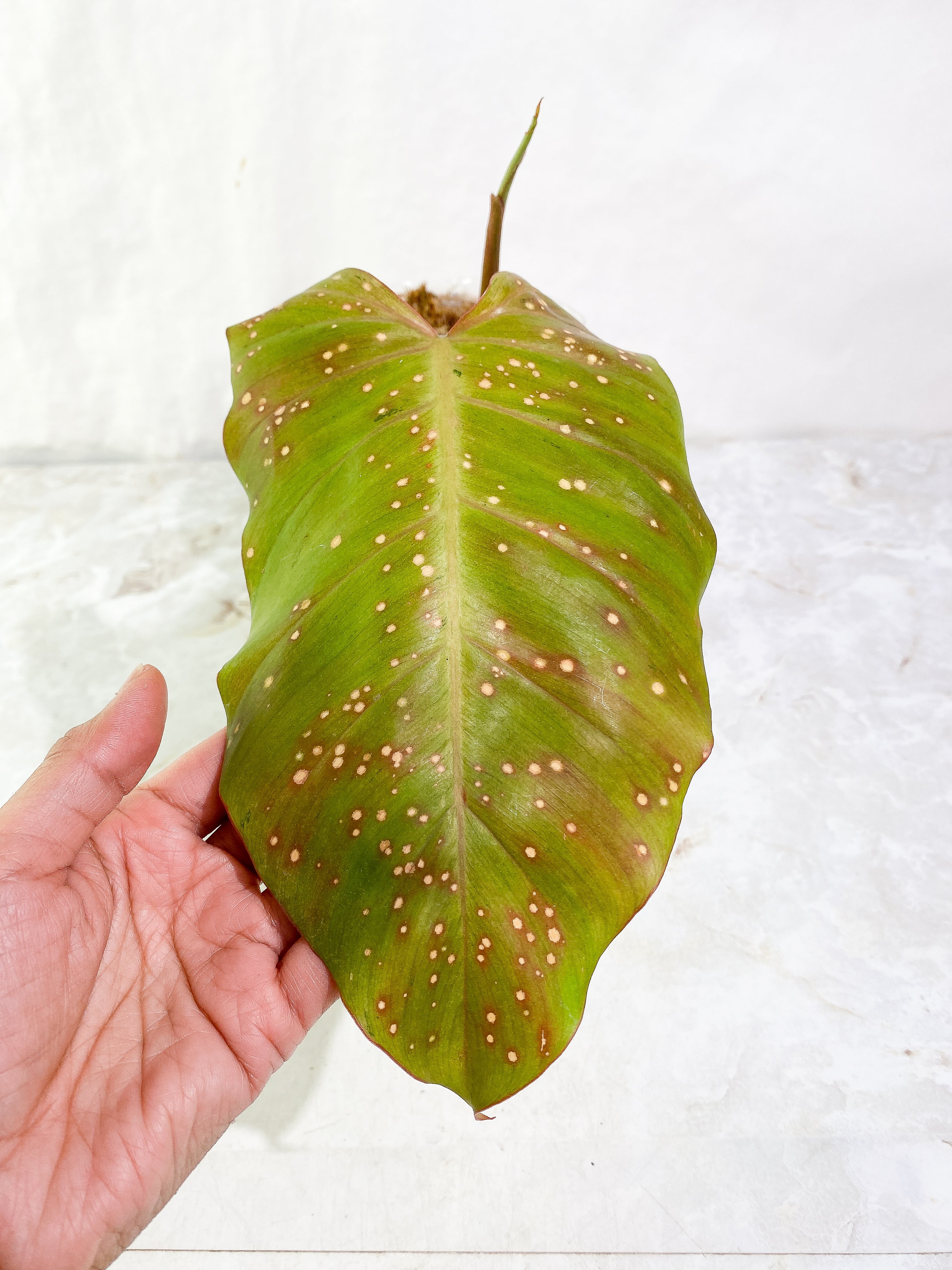 Philodendron Snow Drifts 1 leaf 1 sprout (unfurl soon) Rooting Top Cutting