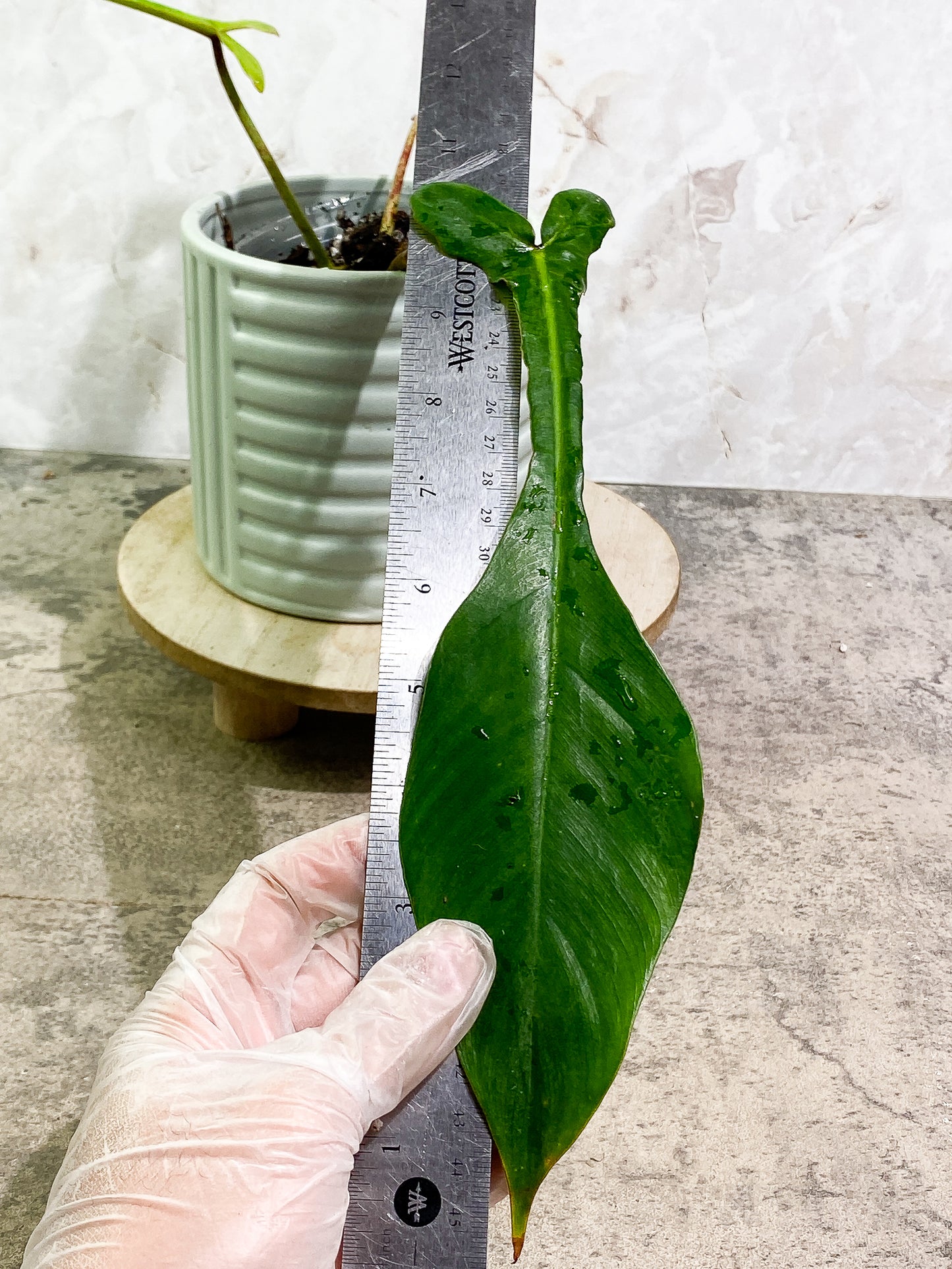 Philodendron Joepii 2 leaves 1 sprout fully rooted