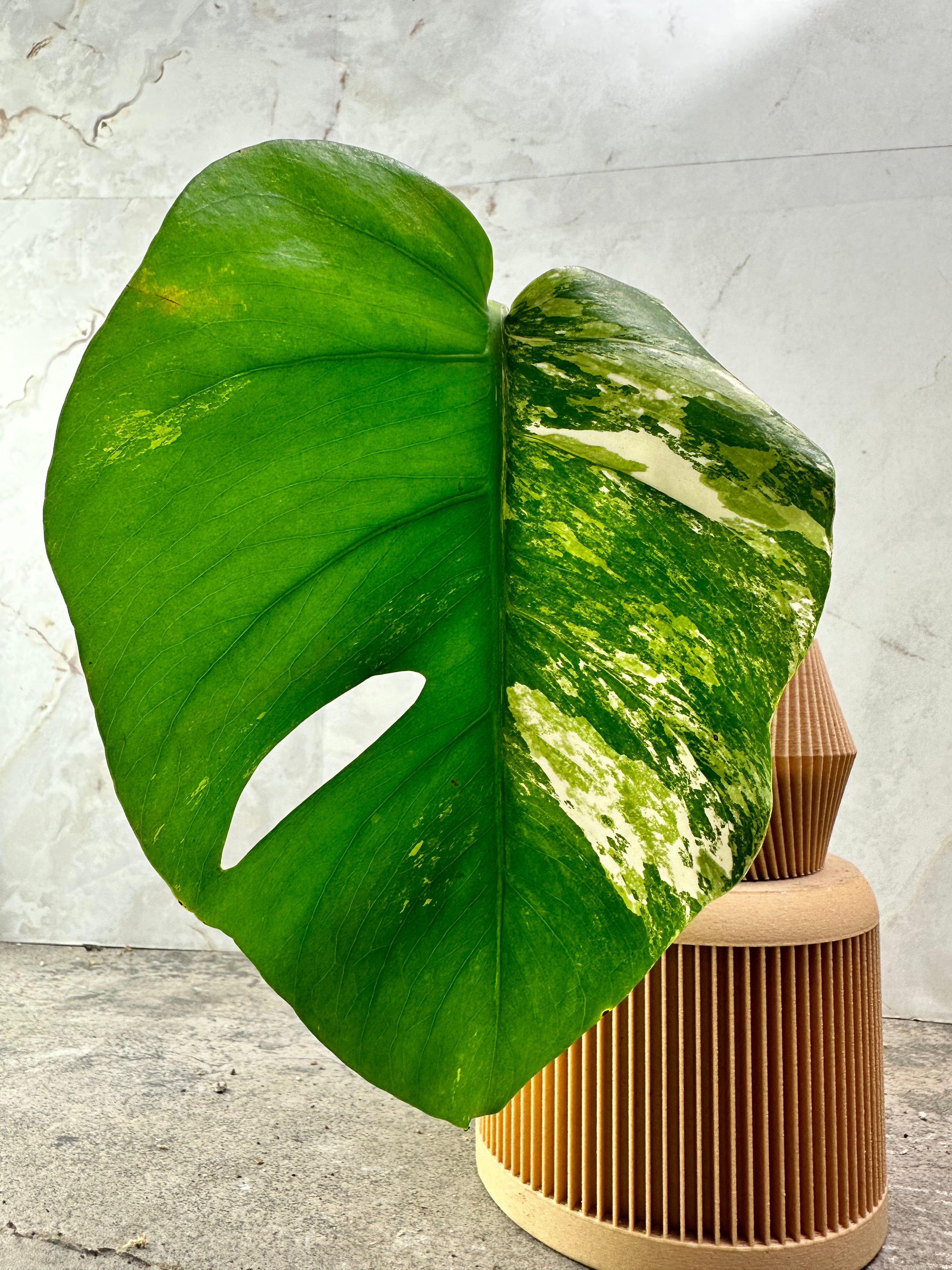 private sale: Monstera albo variegated