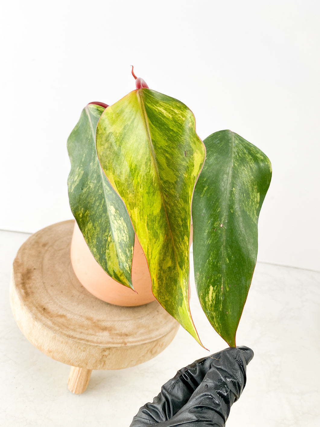 Philodendron Strawberry Shake 3 leaves  sprout slightly rooted