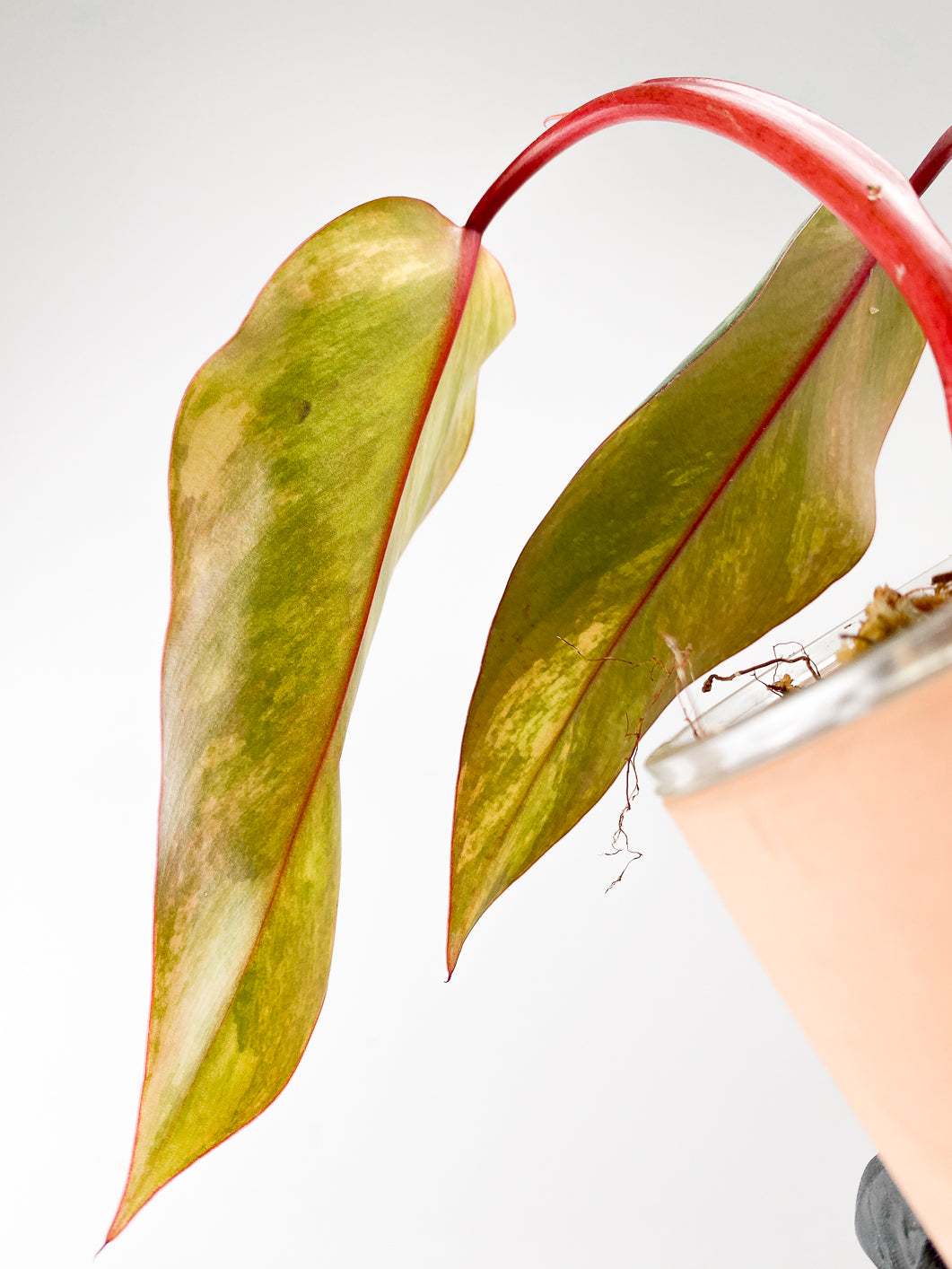 Philodendron Strawberry Shake 3 leaves  sprout slightly rooted