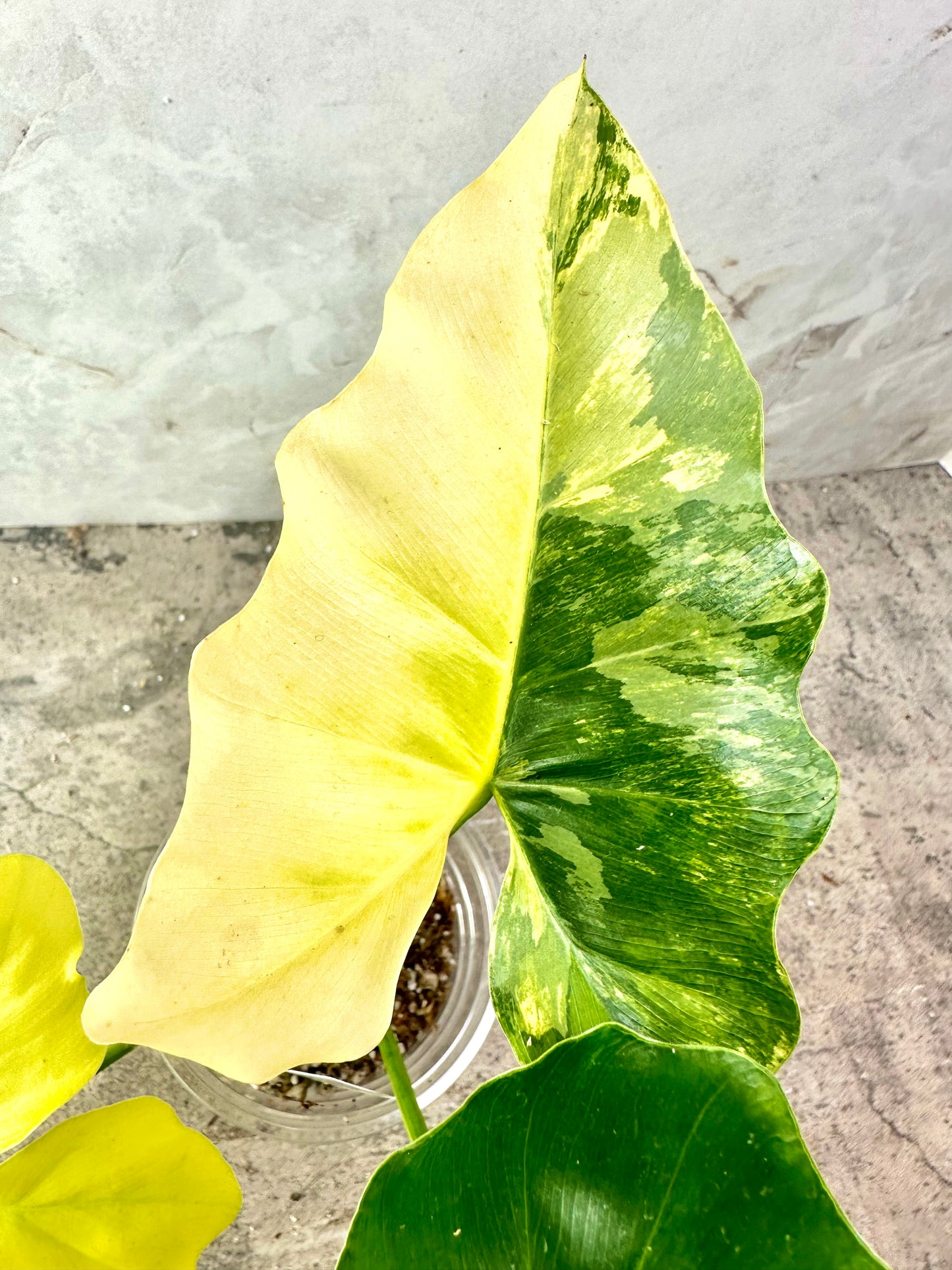 Unicorn: Philodendron Williamsii variegated rooted top cutting 3 leaves 1 sprout