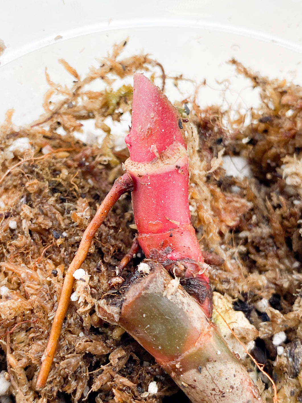 Philodendron Strawberry Shake rooting multiple nodes.