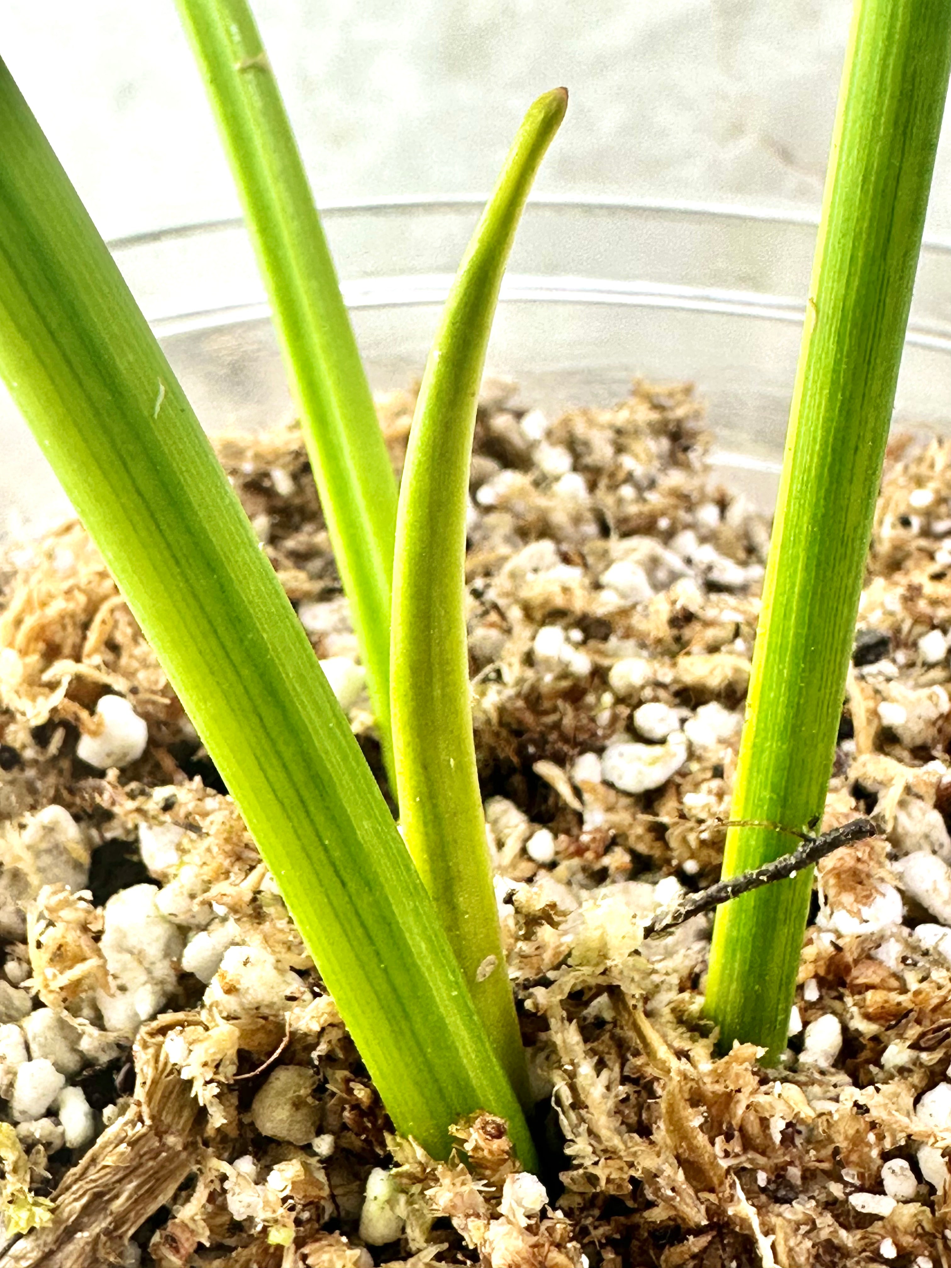 Unicorn: Philodendron Williamsii variegated rooted top cutting 3 leaves 1 sprout