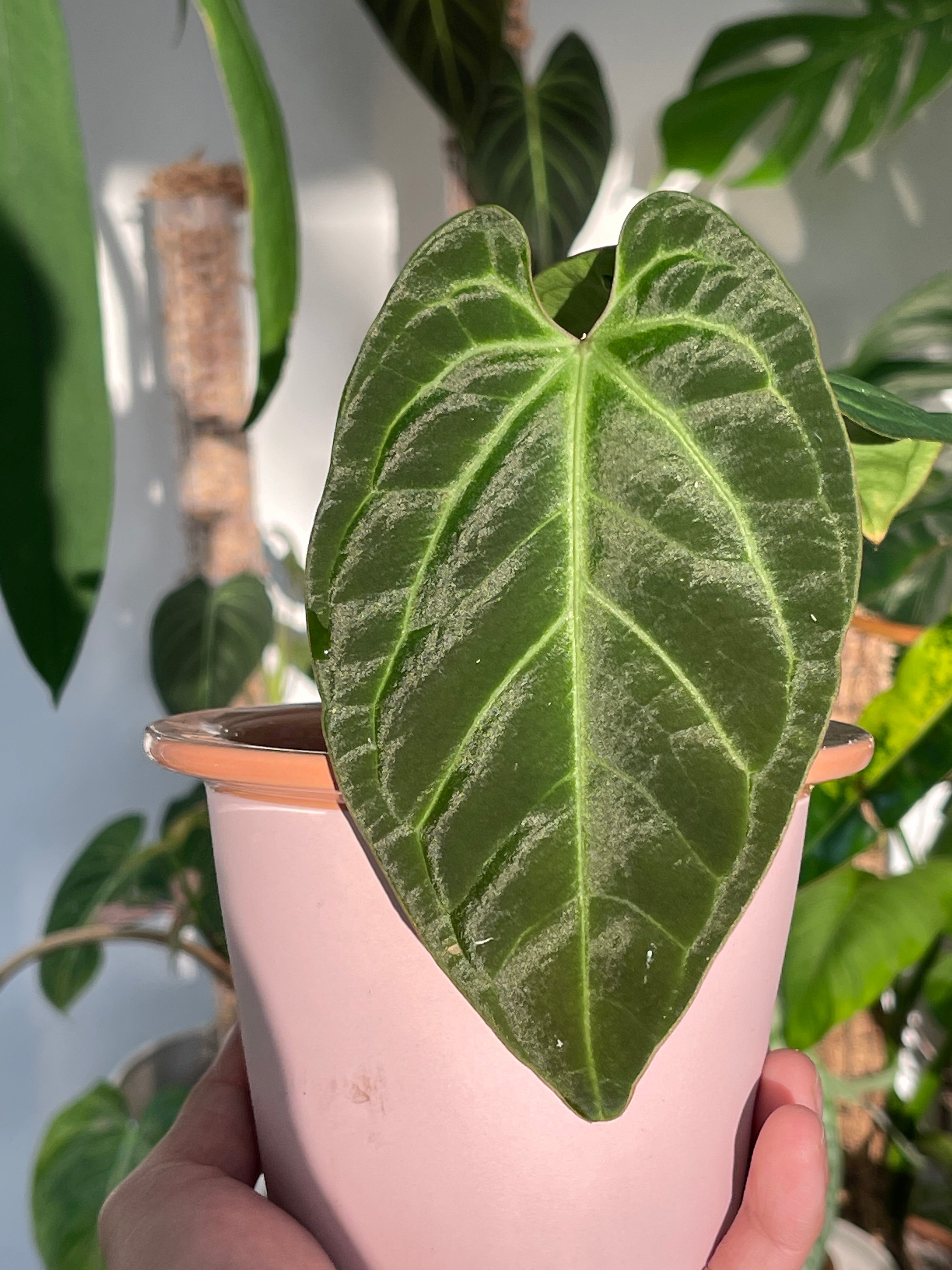 Anthurium Besseae Aff Rooted Node and 1 sprout
