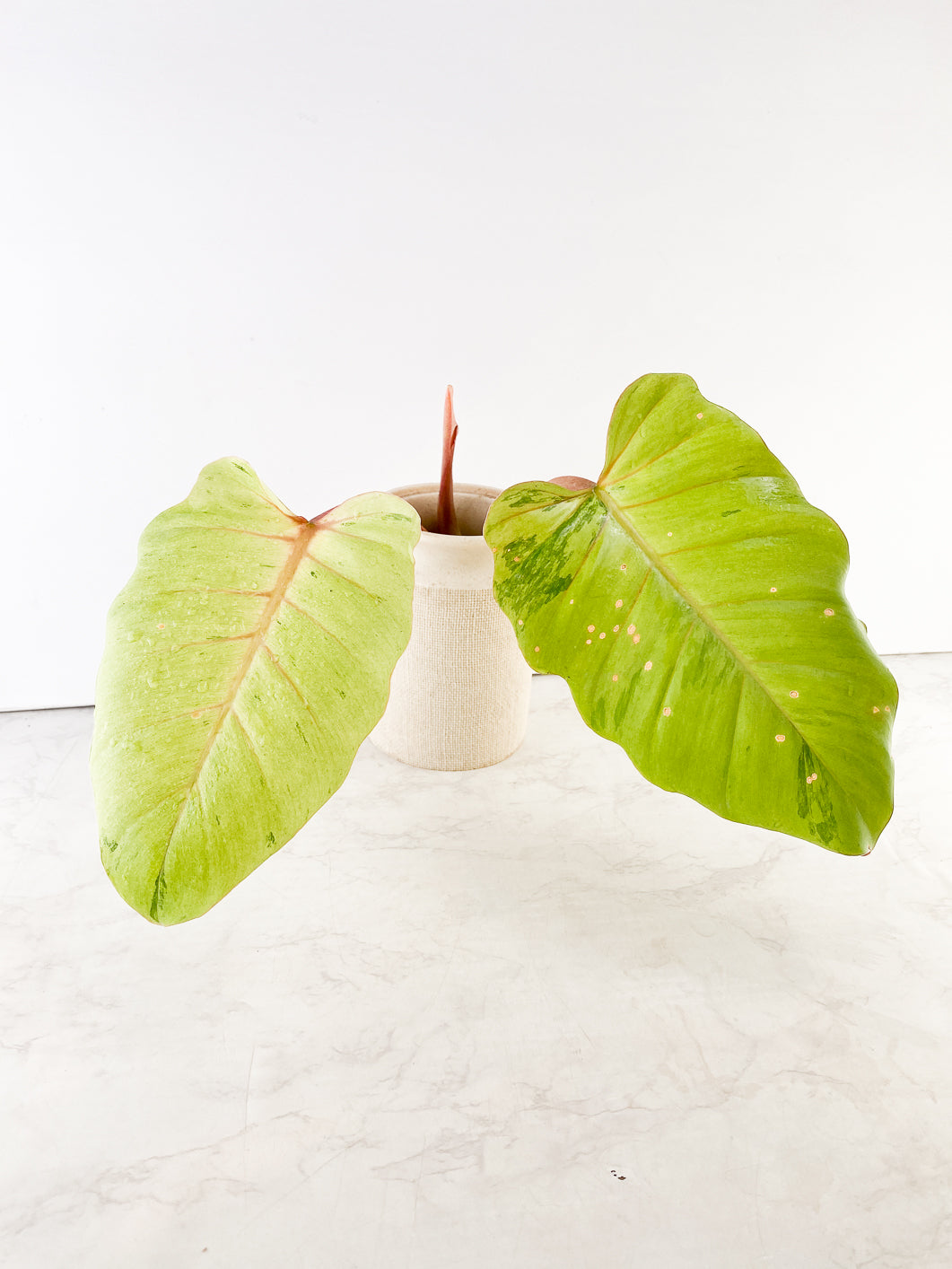 Philodendron Snowdrifts Rooting Top Cutting
