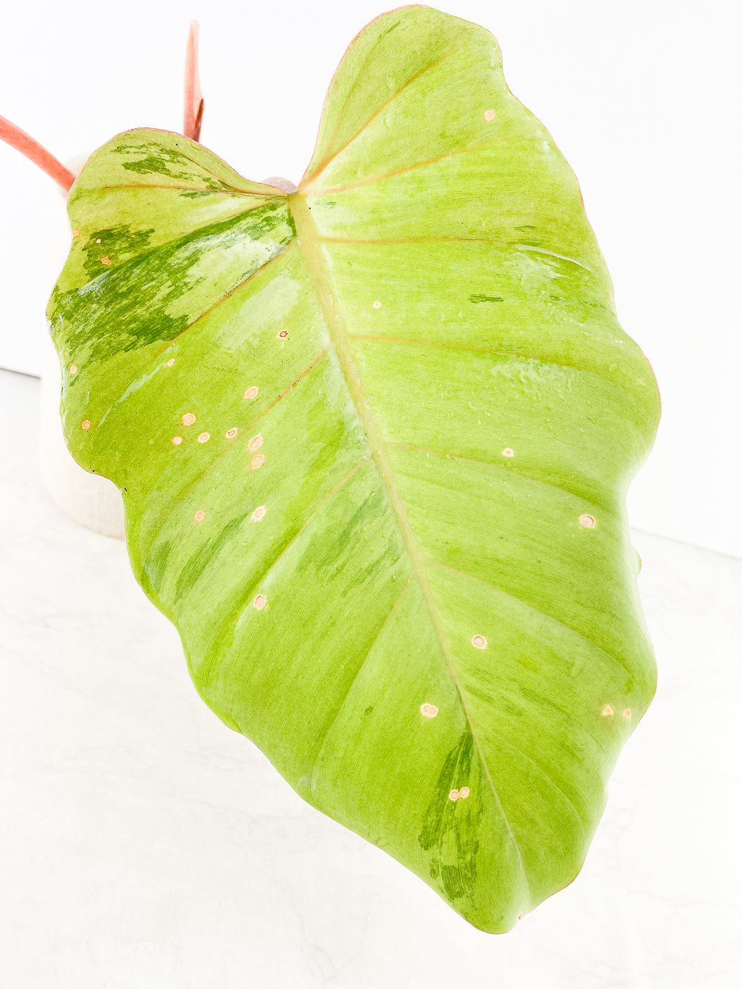 Philodendron Snowdrifts Rooting Top Cutting