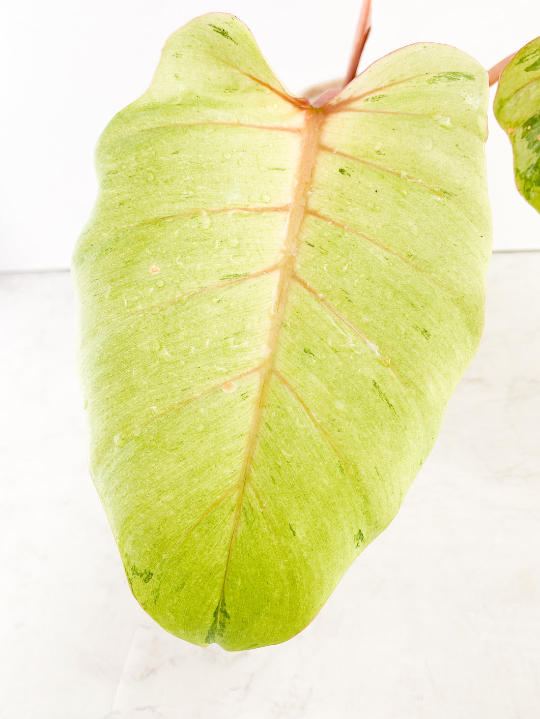 Philodendron Snowdrifts Rooting Top Cutting