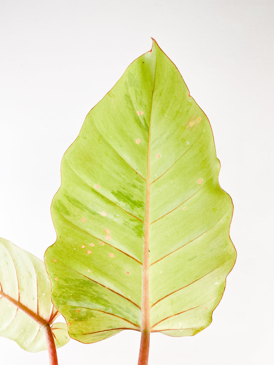 Philodendron Snowdrifts Rooting Top Cutting