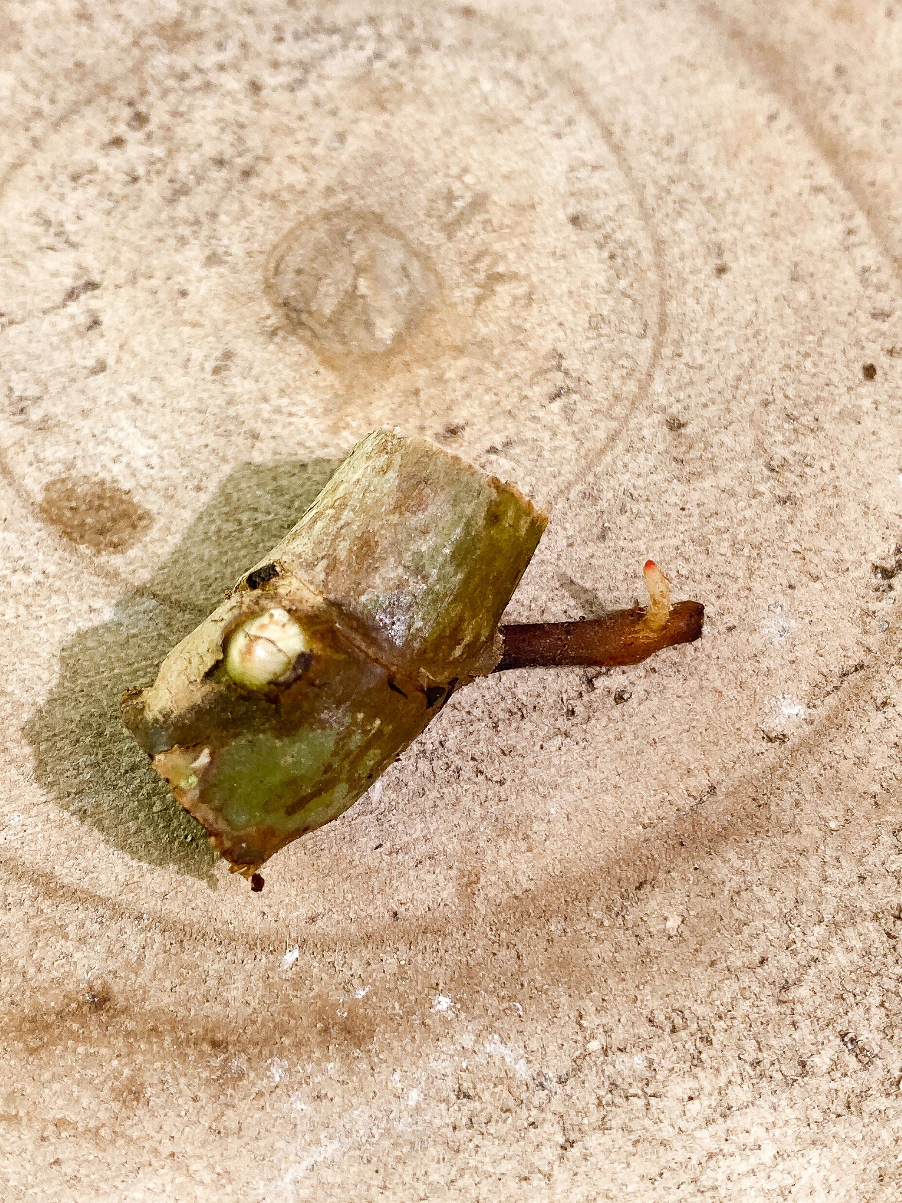 Philodendron Snowdrifts 1 sprout Rooting node