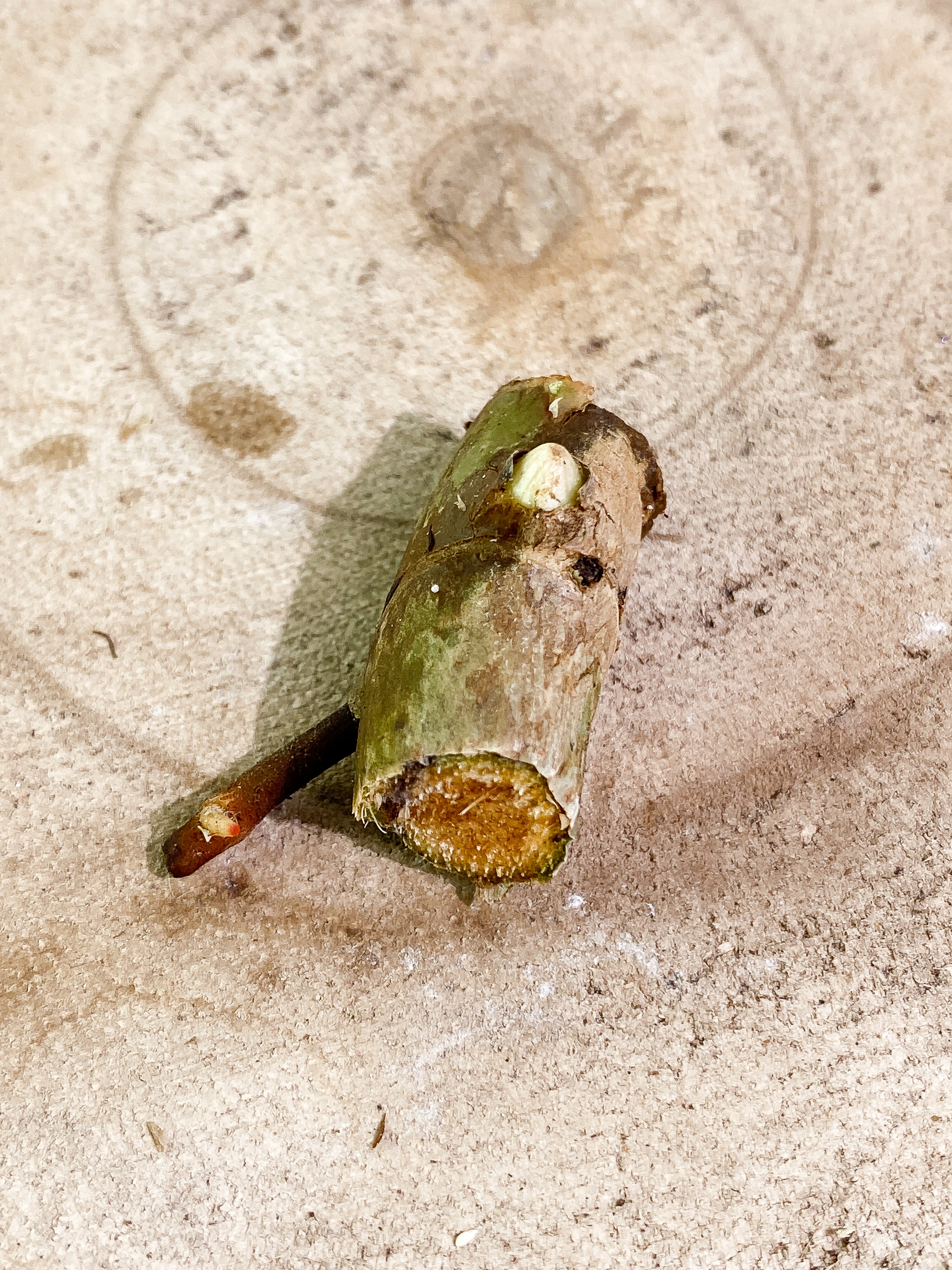 Philodendron Snowdrifts 1 sprout Rooting node