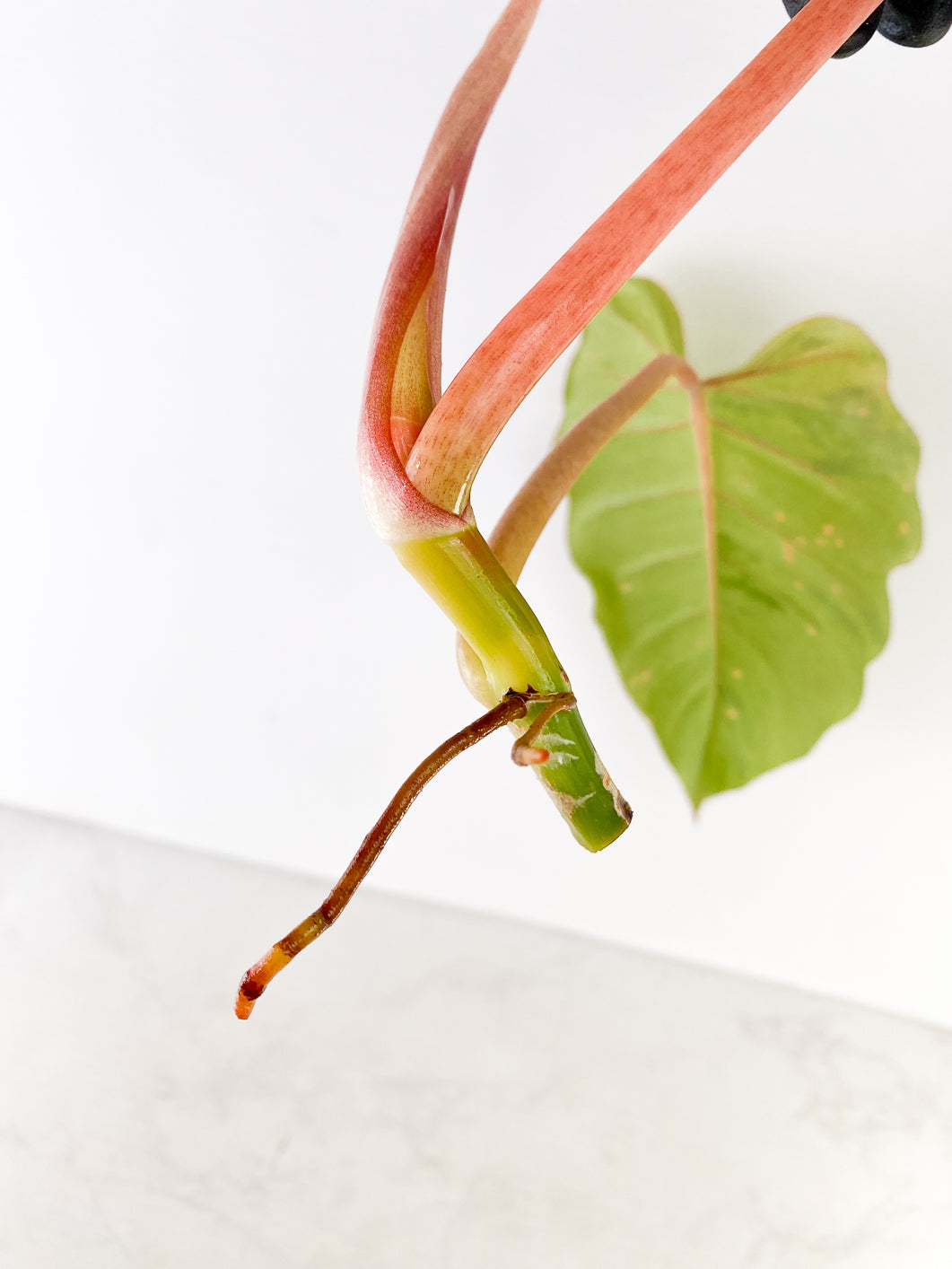 Philodendron Snowdrifts Rooting Top Cutting