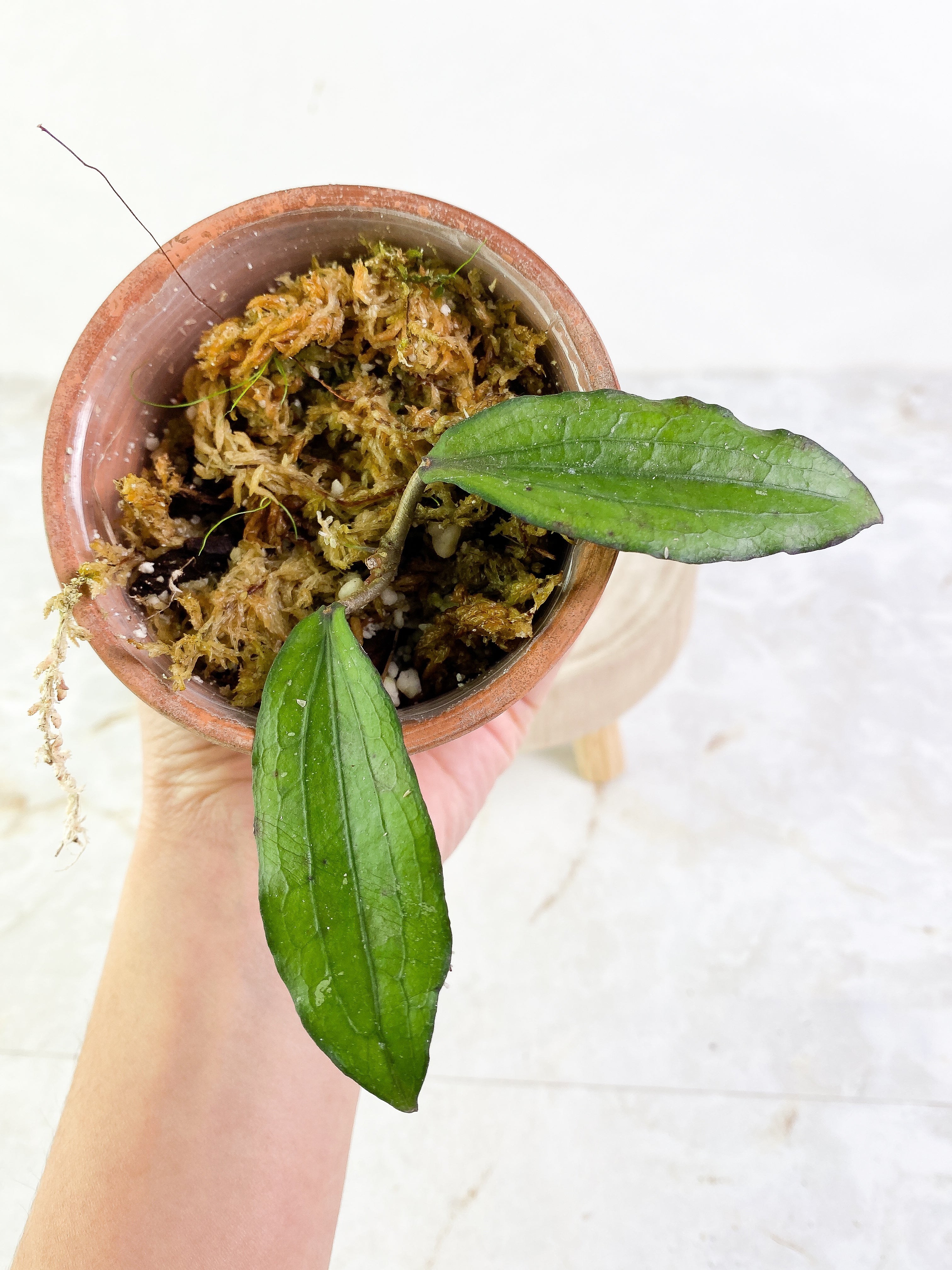 Hoya erythrina 2 leaves Rooted